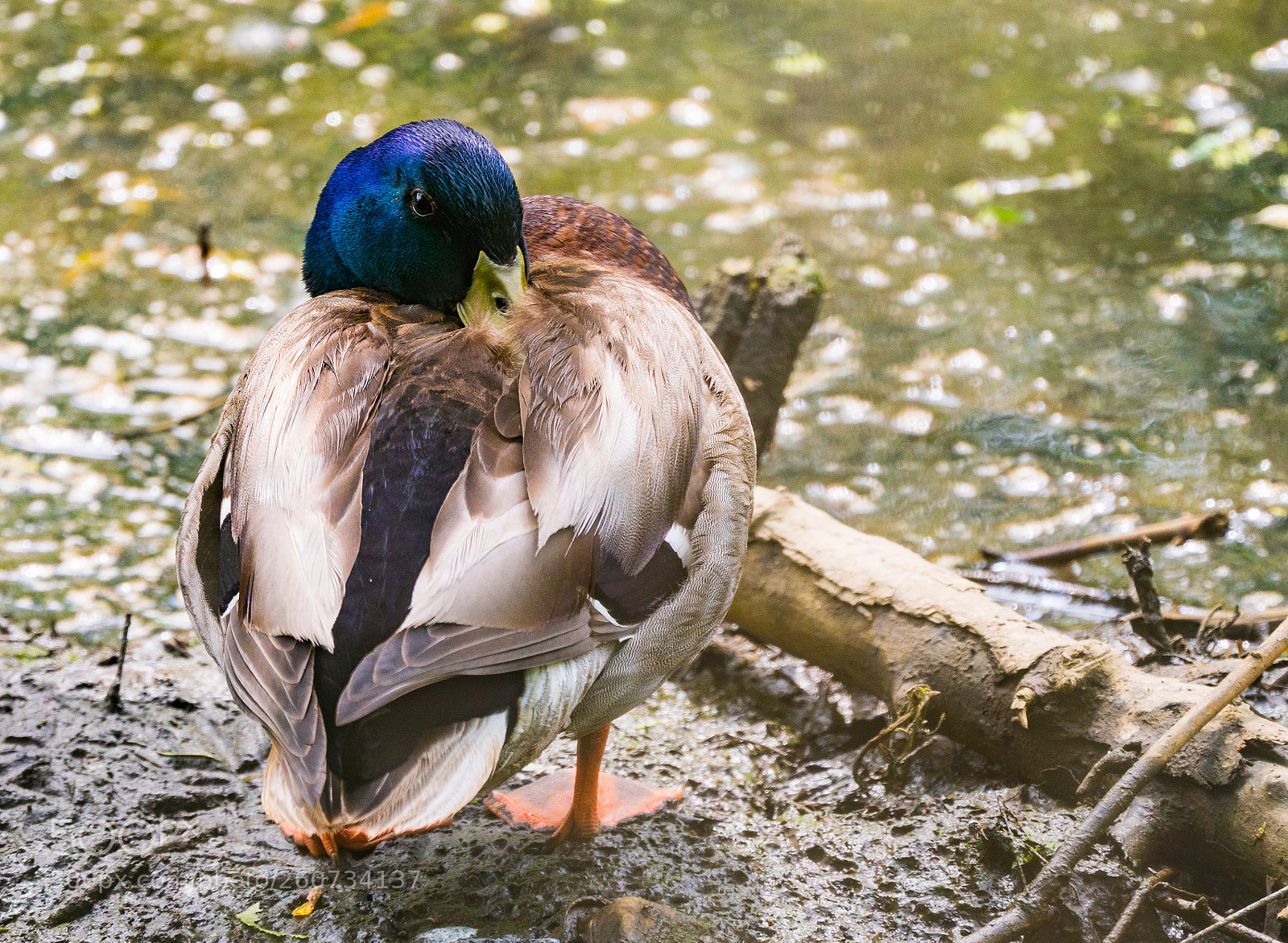 Sony a6300 sample photo. Mallard photography