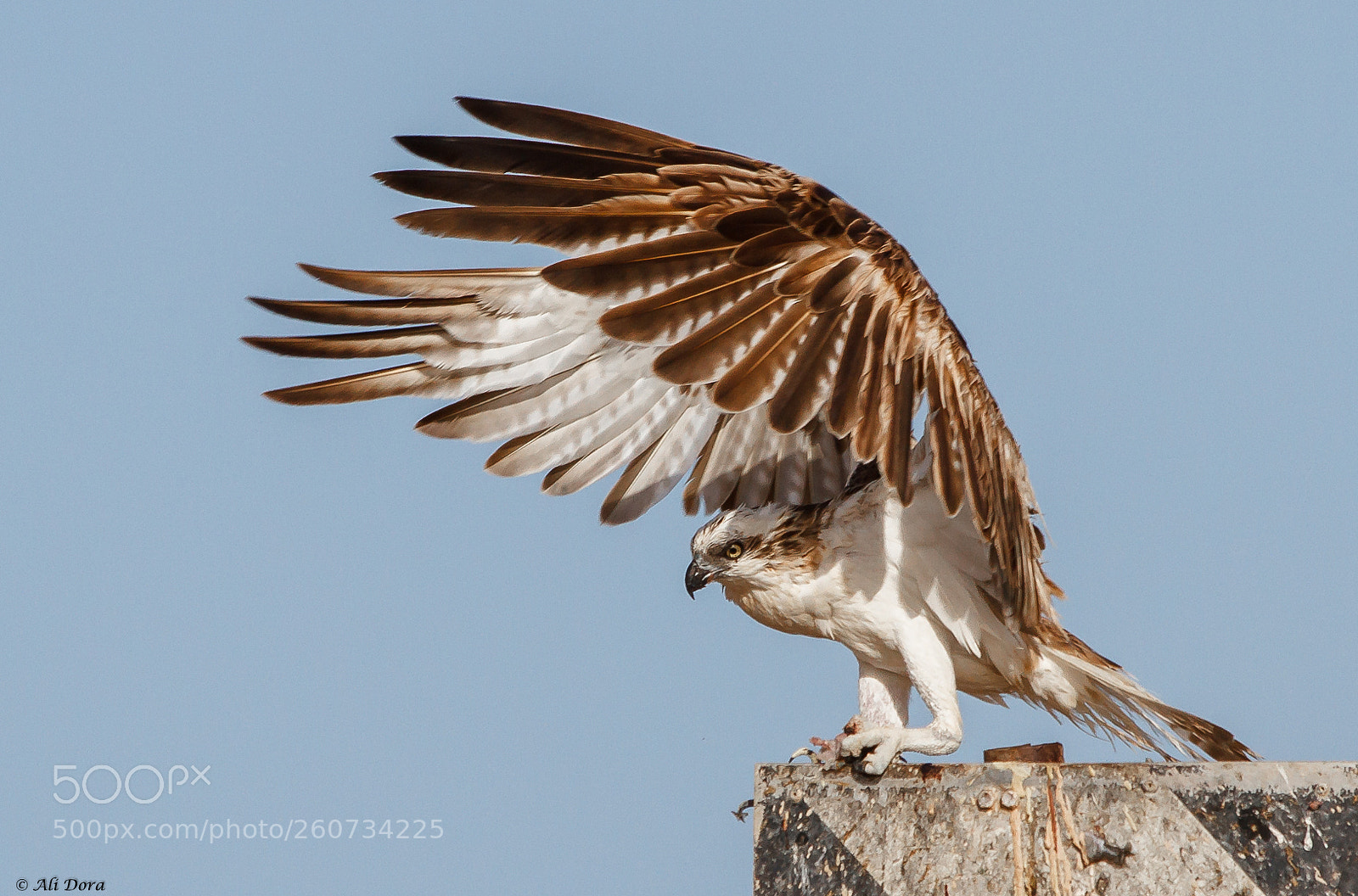 Canon EOS 7D sample photo. Osprey
 (  pandion haliaetus) photography
