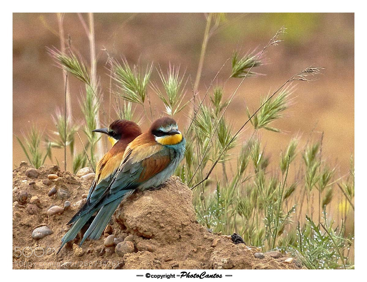 Canon EOS 7D Mark II sample photo. Abejarucos photography