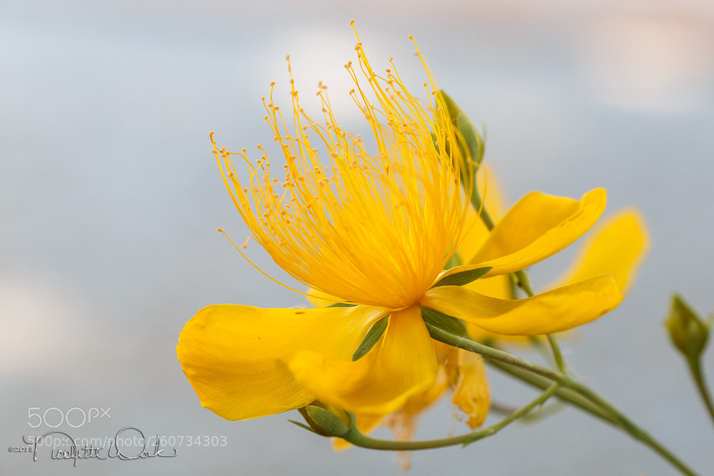 Canon EOS 6D sample photo. St. john't wort photography