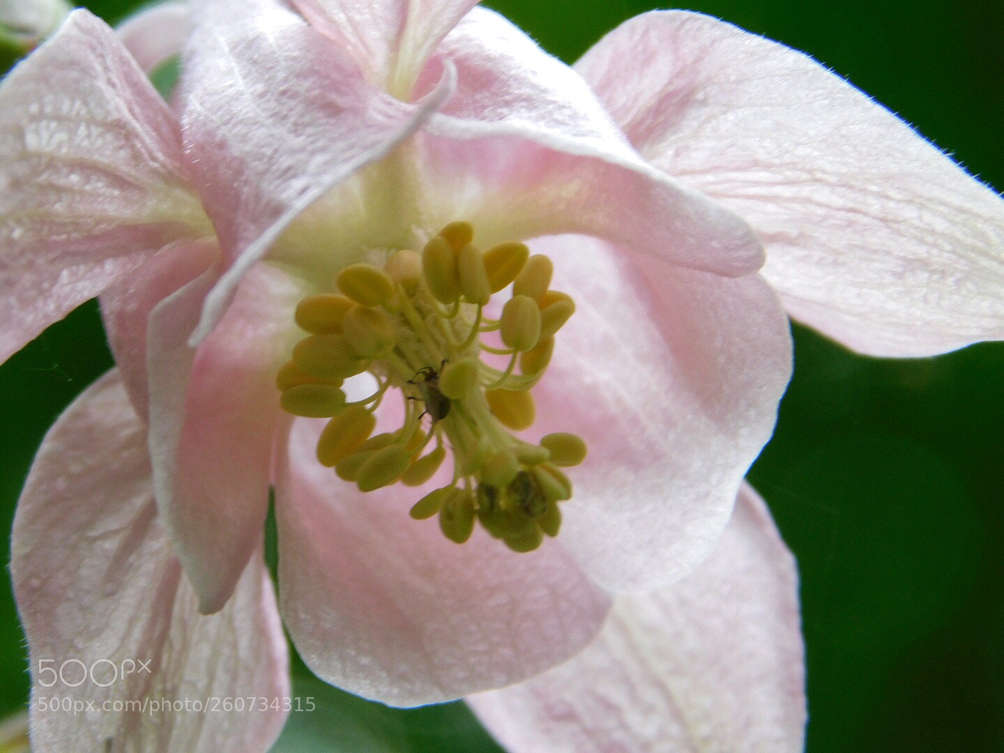 Nikon Coolpix B500 sample photo. Wildflower photography