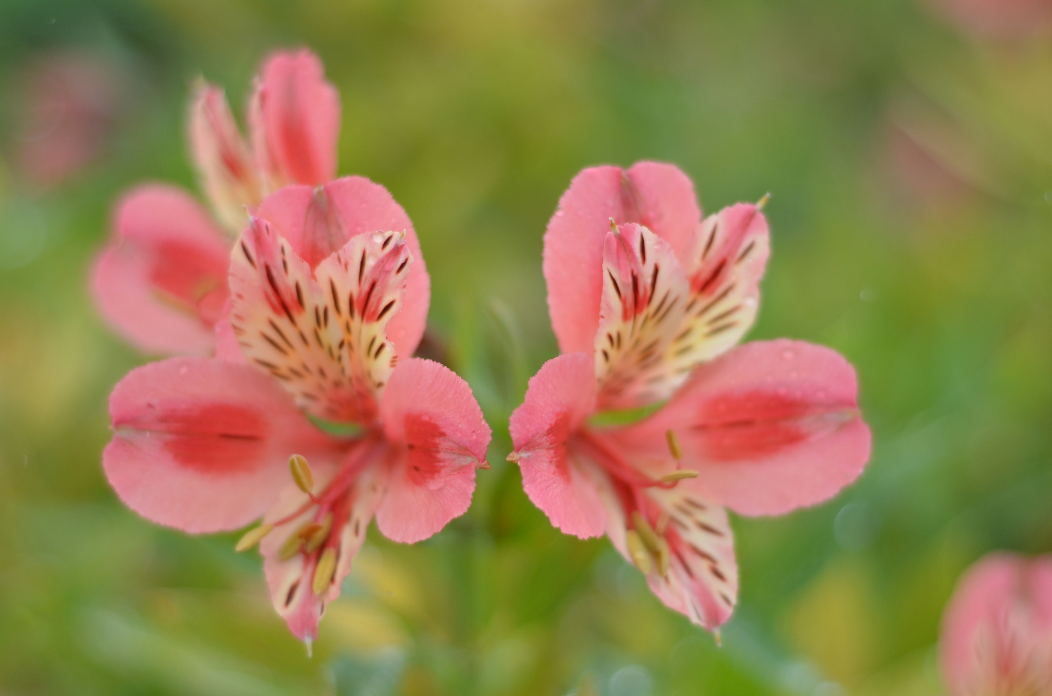 Nikon D5100 + Nikon AF Nikkor 50mm F1.8D sample photo. Peruvian lily photography