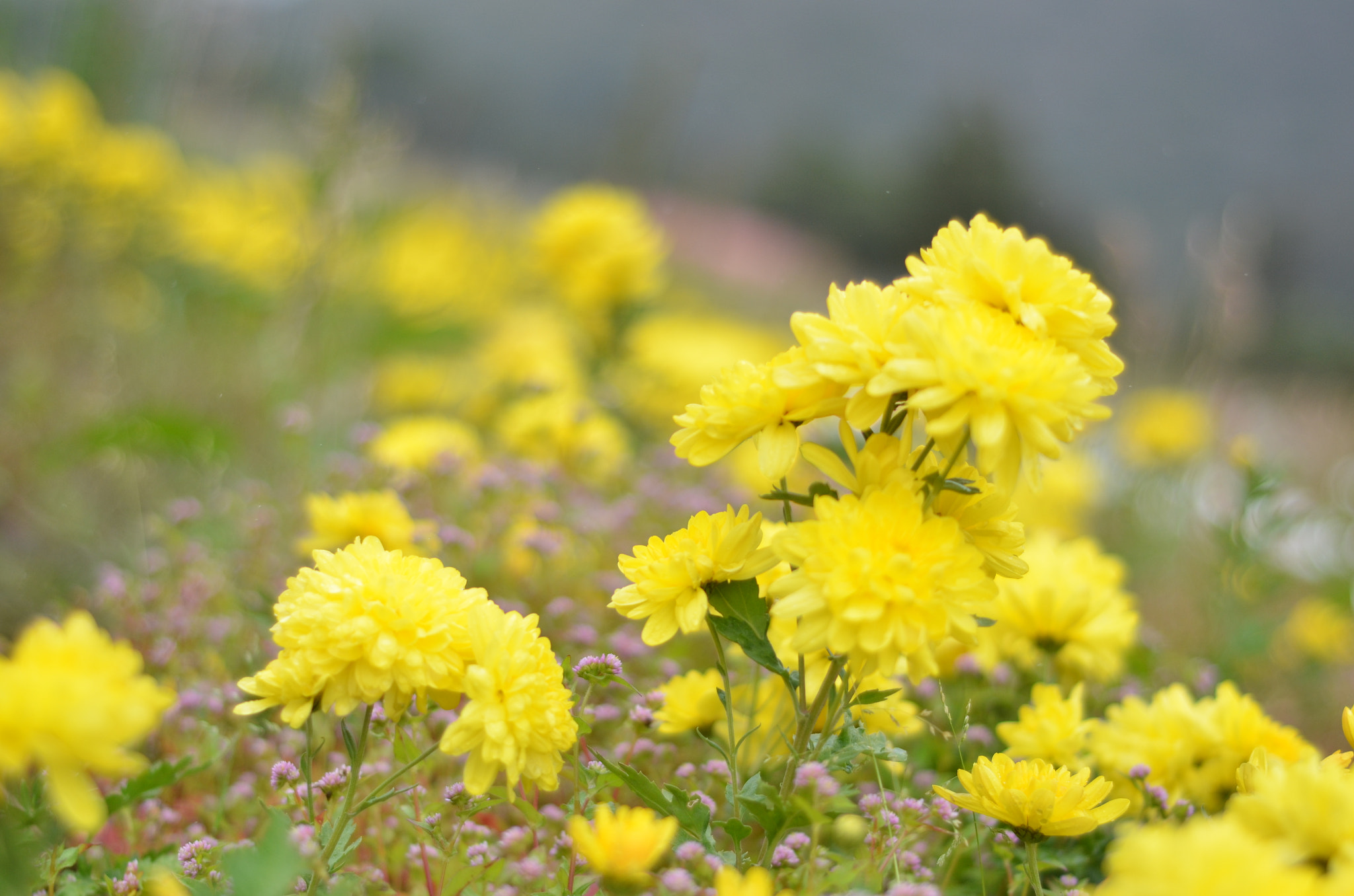 Nikon D5100 + Nikon AF Nikkor 50mm F1.8D sample photo. Chrysanthemum photography