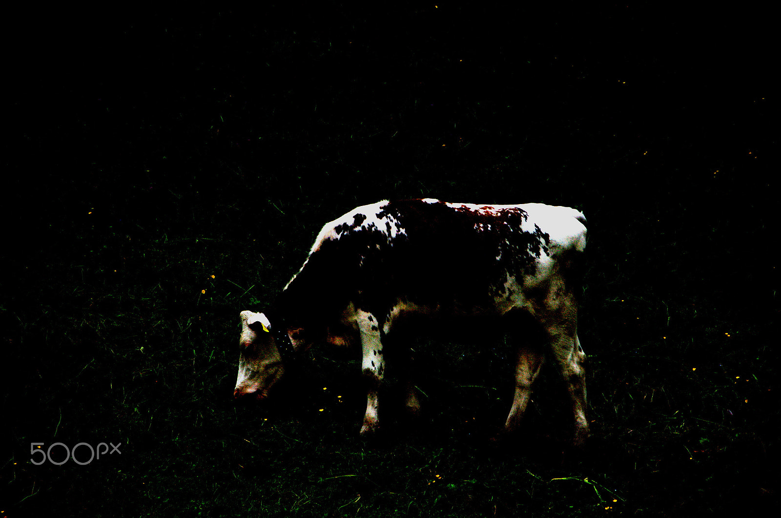 Nikon D5100 sample photo. Holy cow photography