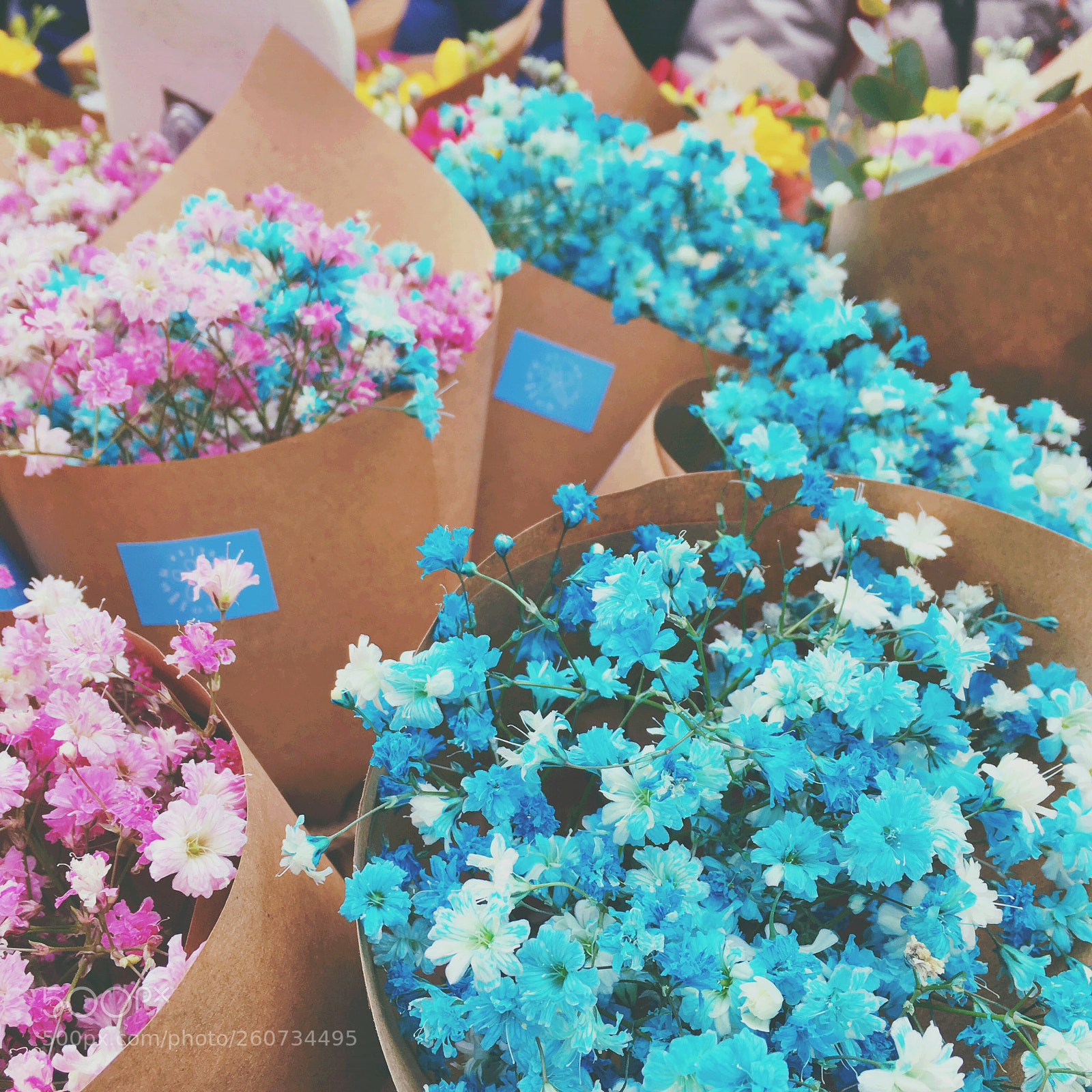 Apple iPhone 6s sample photo. Baby’s-breath photography