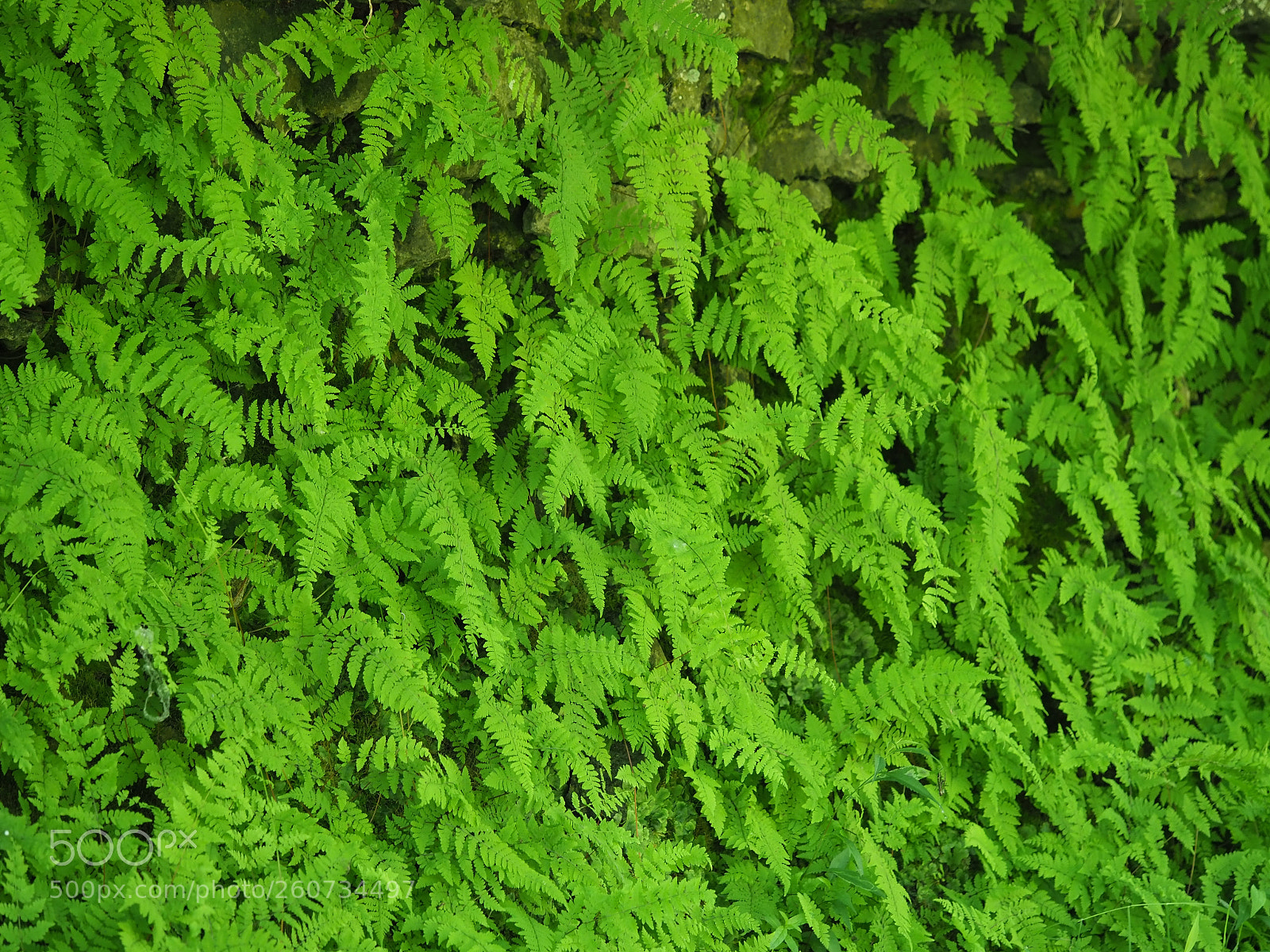 Olympus OM-D E-M1 Mark II sample photo. Ferns photography