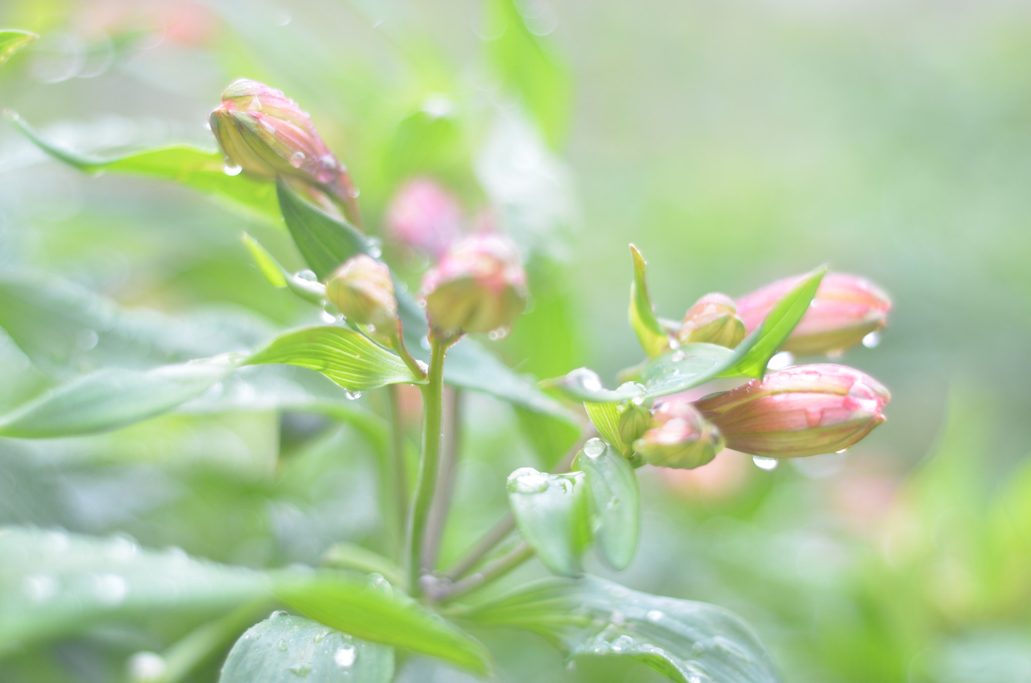 Nikon D5100 + Nikon AF Nikkor 50mm F1.8D sample photo. Brote de durazno dahlia photography