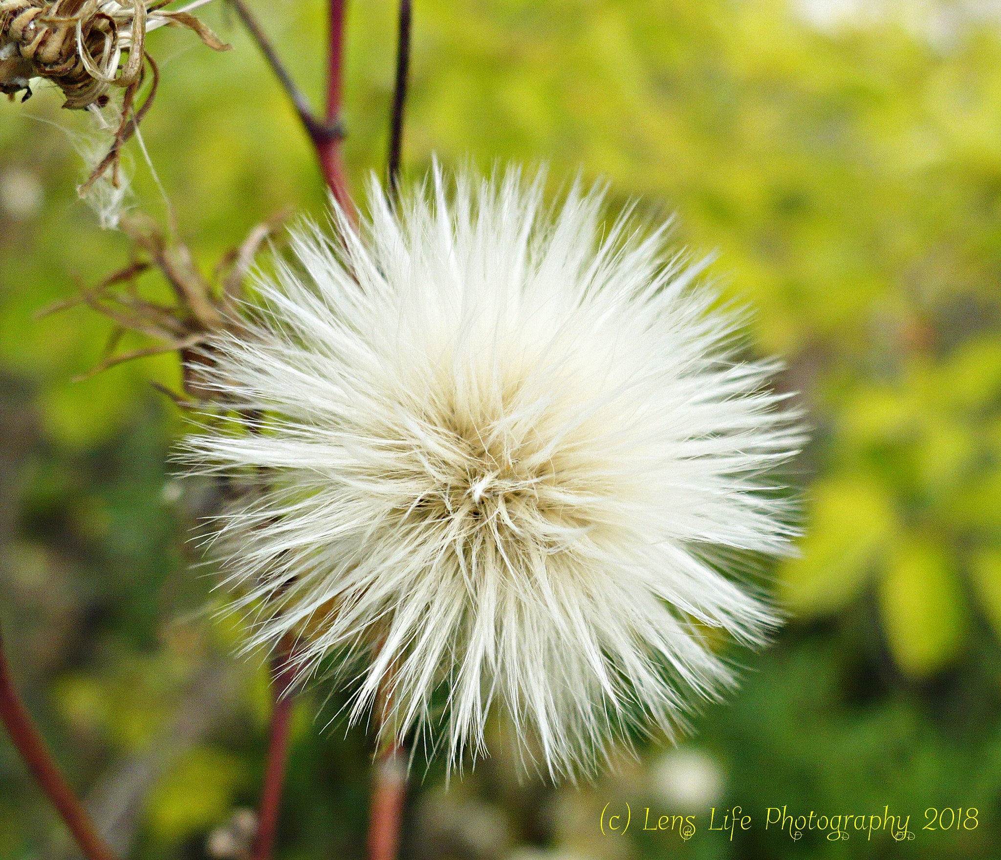 Panasonic DMC-LZ6 sample photo. Fuzzy dandelion photography