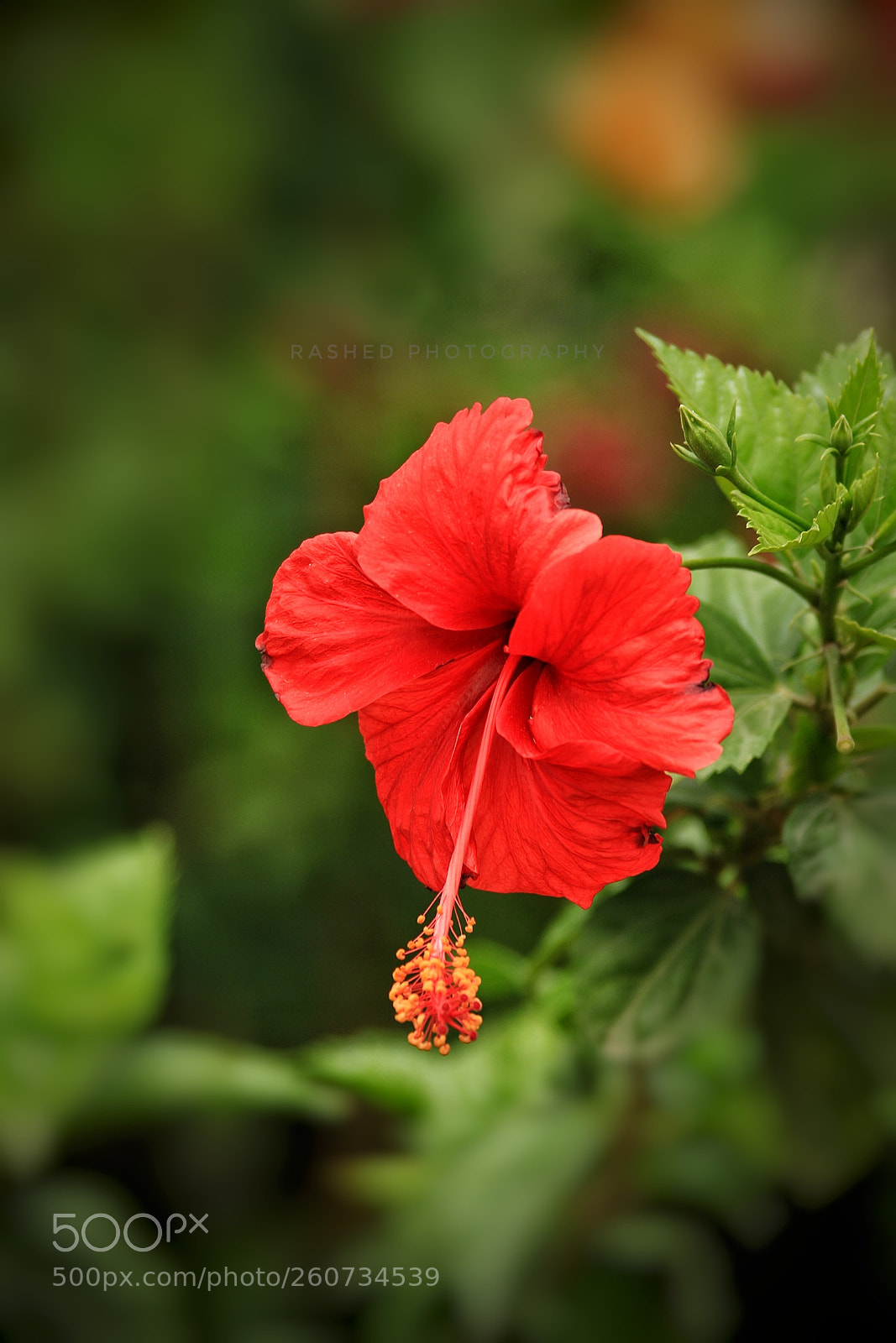 Canon EOS 7D Mark II sample photo. Untitled photography