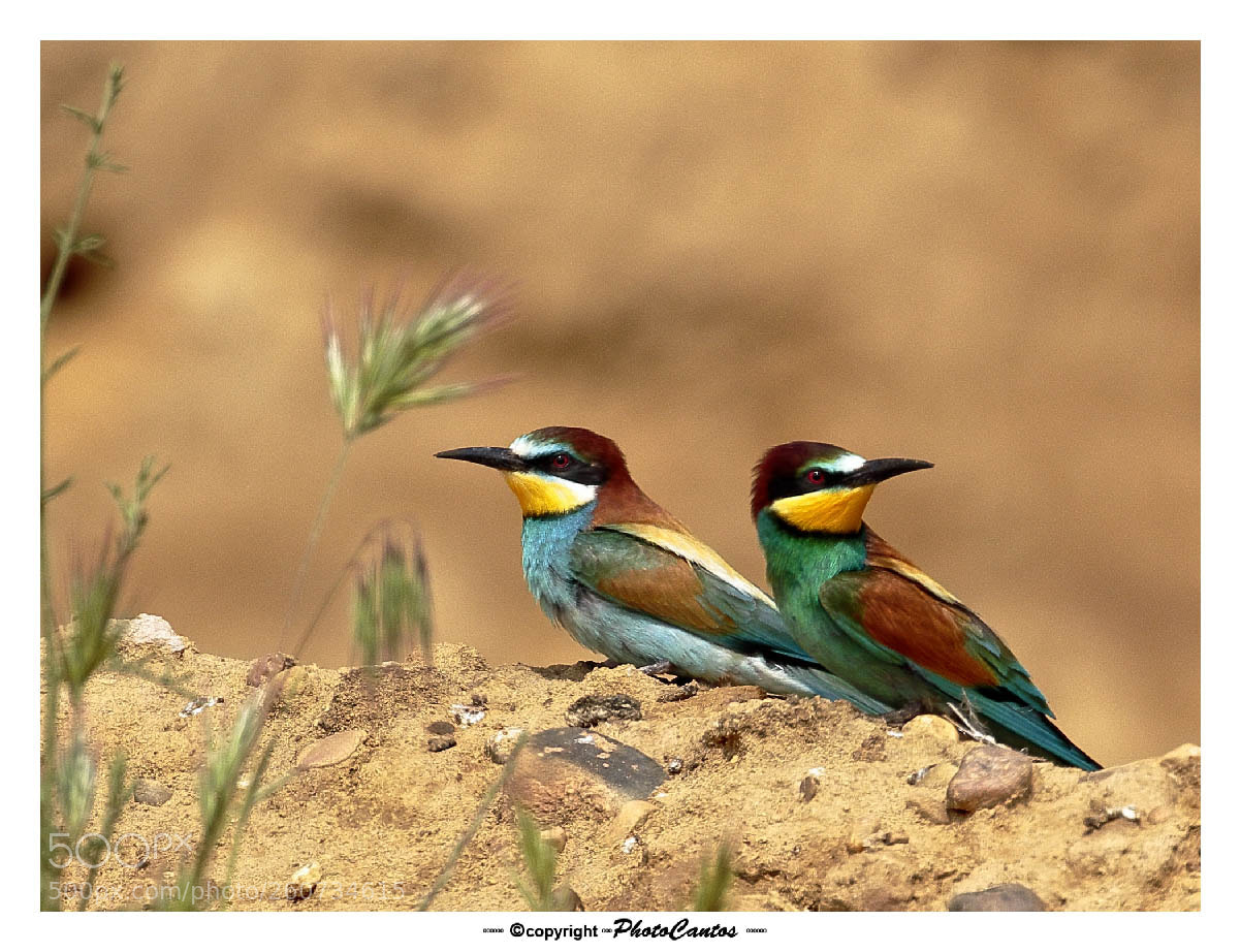 Canon EOS 7D Mark II sample photo. Pareja de abejarucos photography