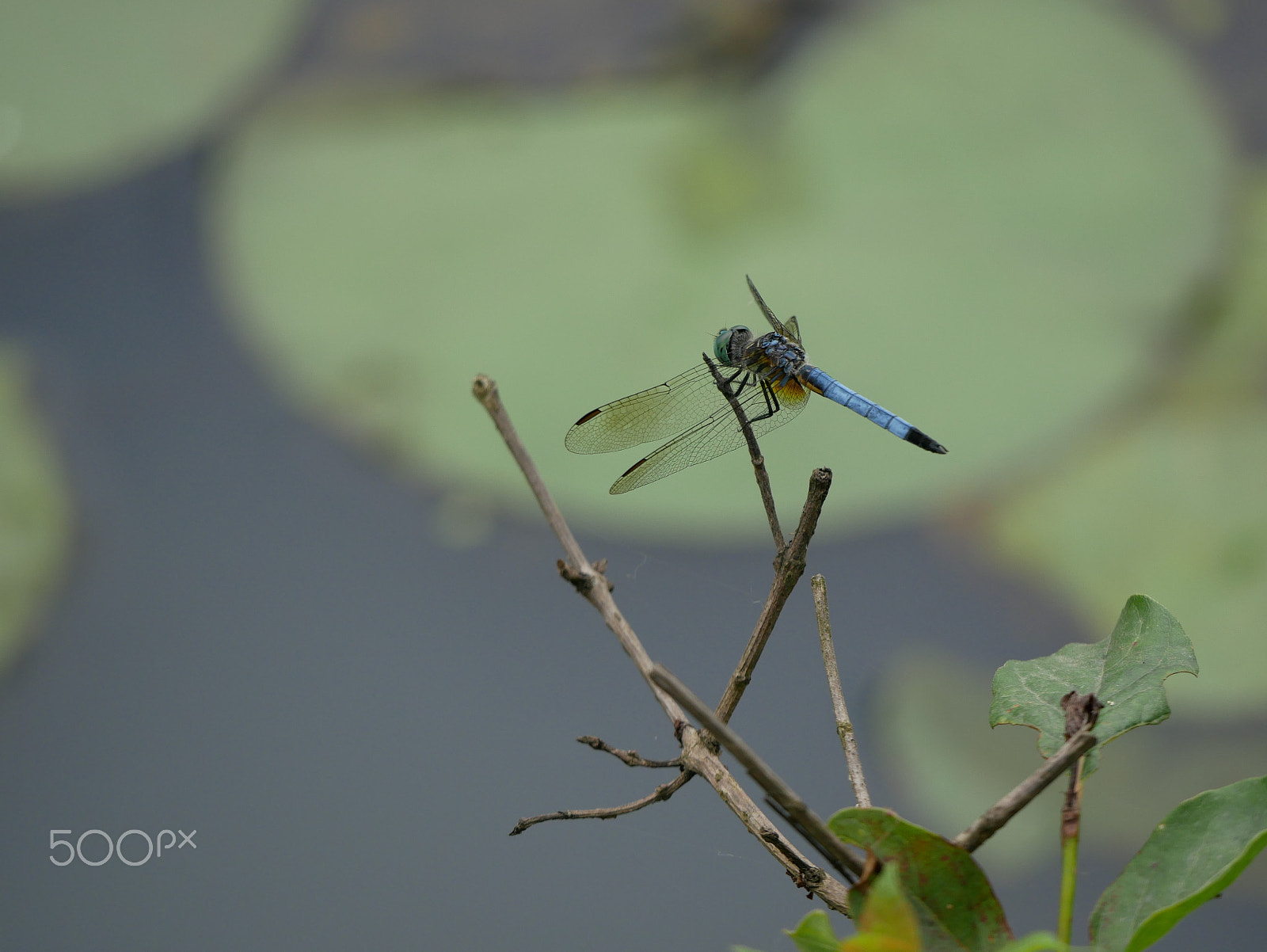 Panasonic Lumix DMC-GX85 (Lumix DMC-GX80 / Lumix DMC-GX7 Mark II) sample photo. Dragonfly photography