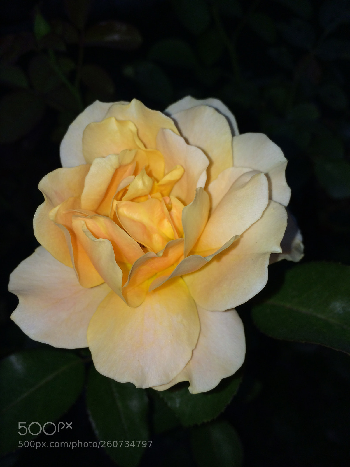 Apple iPhone 5s sample photo. Rose photography