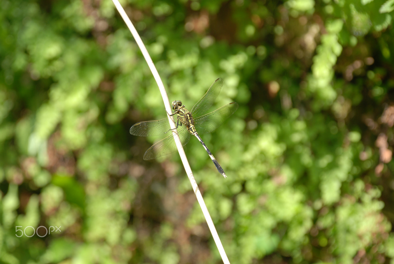 Nikon D80 sample photo. Dragon fly in a twig photography