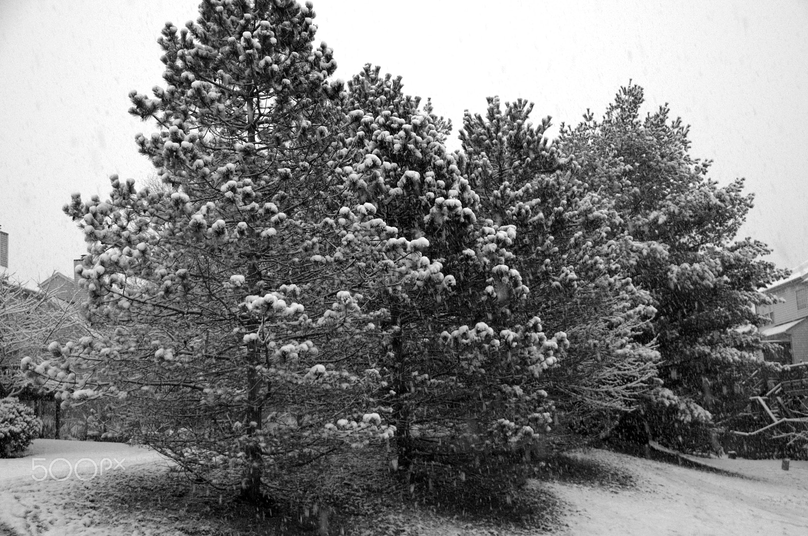 Nikon D5100 sample photo. Snow clad photography