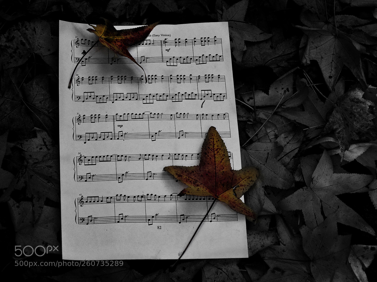 Nikon D3100 sample photo. Paper leaves photography