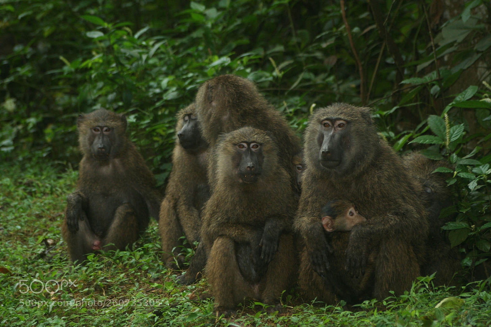 Canon EOS 350D (EOS Digital Rebel XT / EOS Kiss Digital N) sample photo. Baboons photography