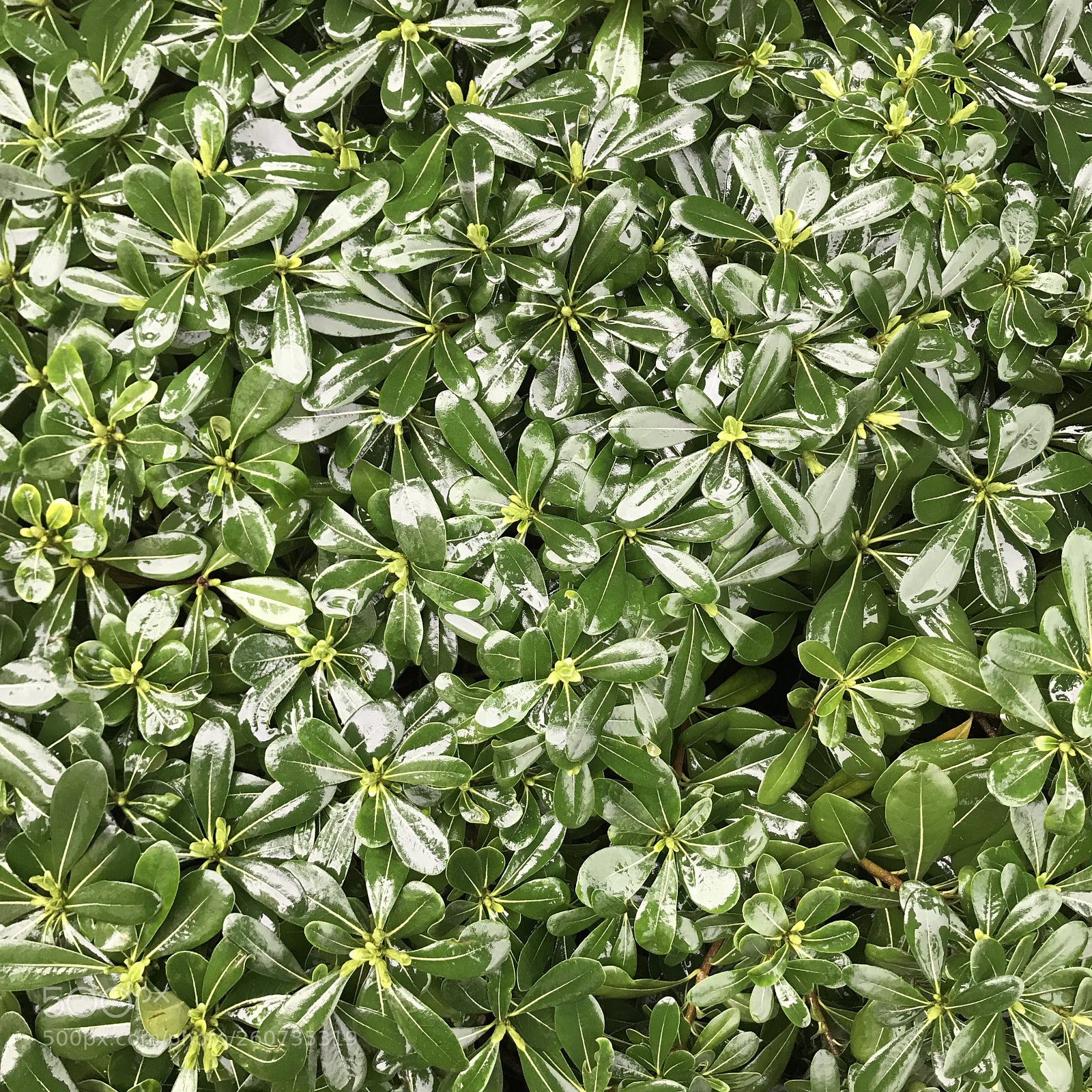 Apple iPhone 7 sample photo. Green of the nature photography