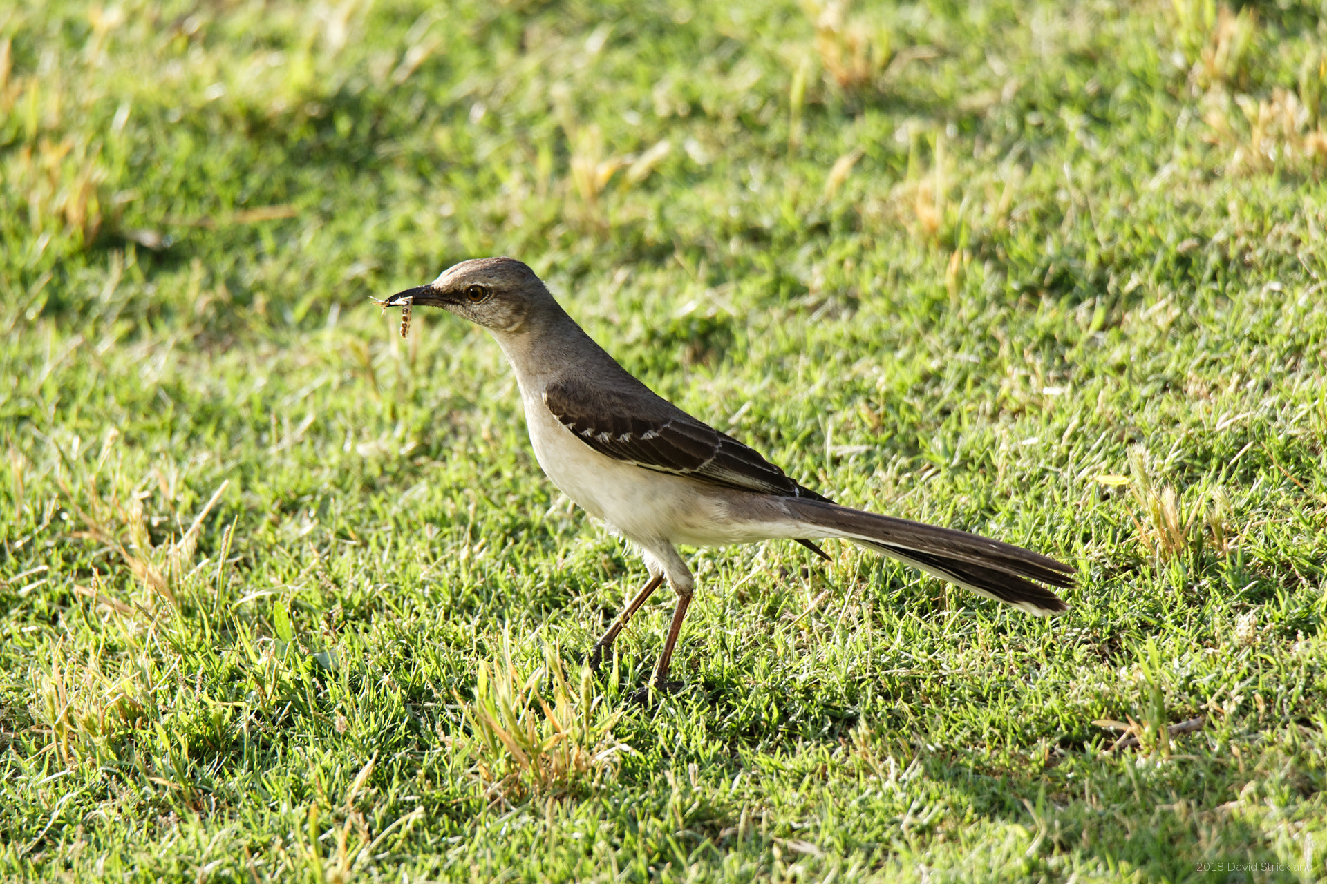 Canon EOS 6D Mark II sample photo. Mockingbird photography