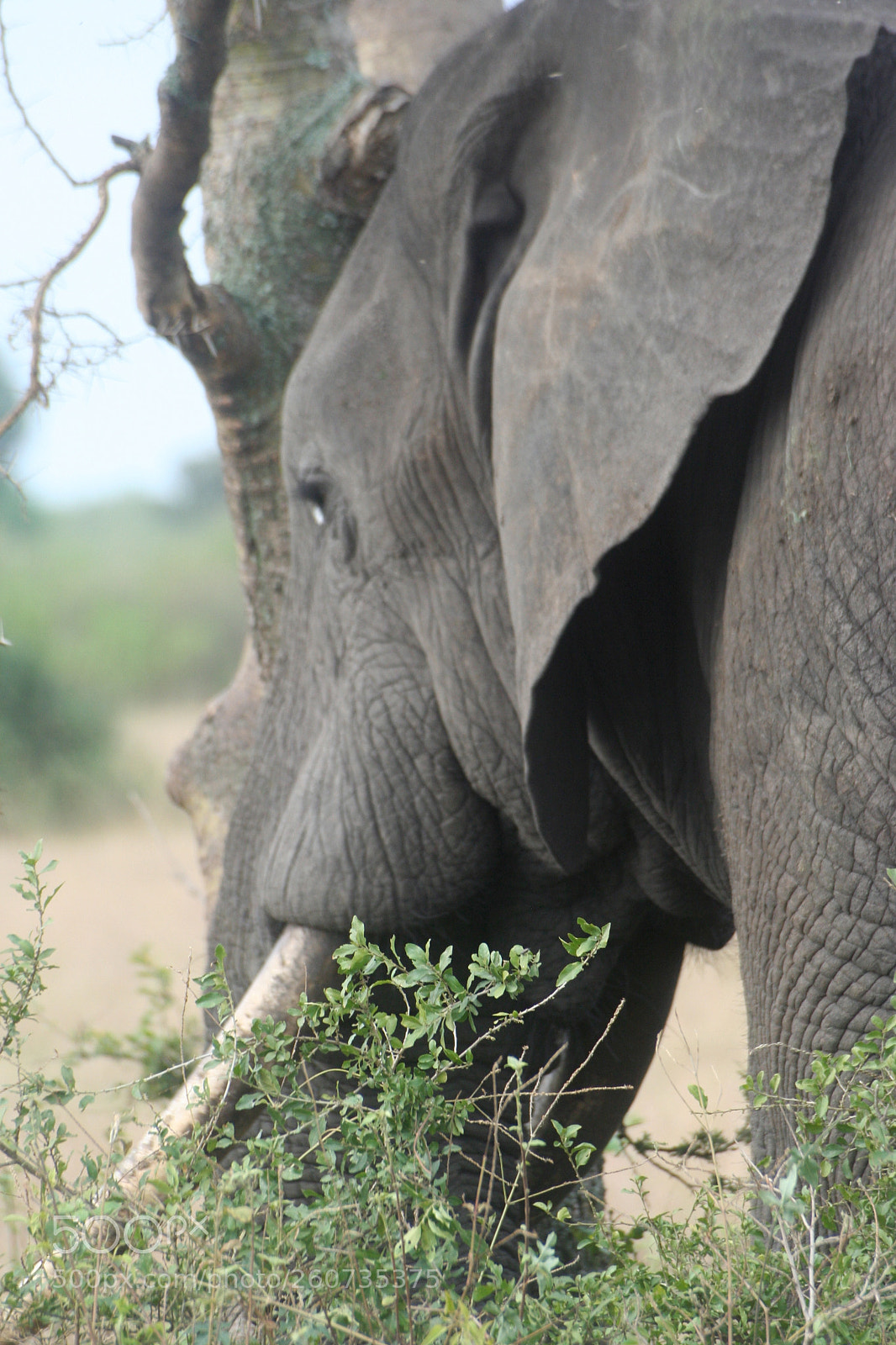 Canon EOS 350D (EOS Digital Rebel XT / EOS Kiss Digital N) sample photo. Elephant photography
