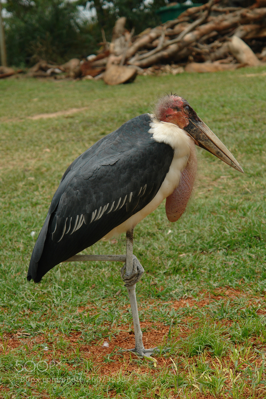 Sony DSC-R1 sample photo. Marabou stork photography