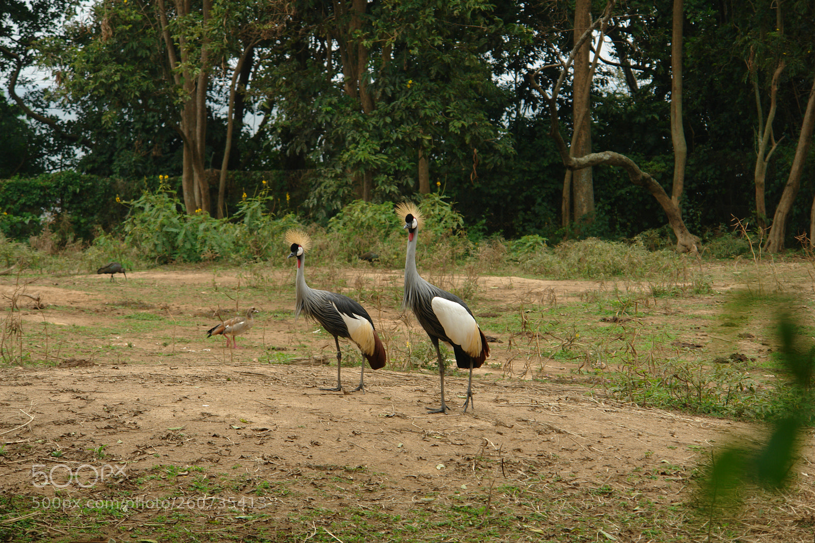 Sony DSC-R1 sample photo. Crowned cranes photography