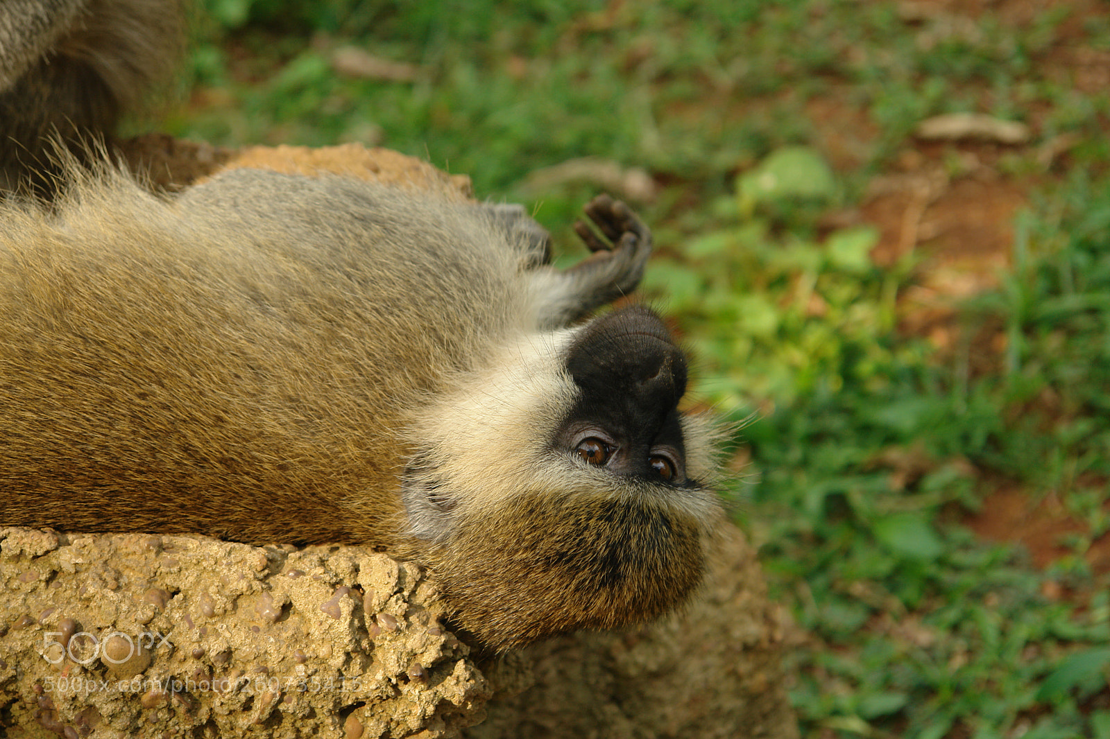 Sony DSC-R1 sample photo. Vervet photography
