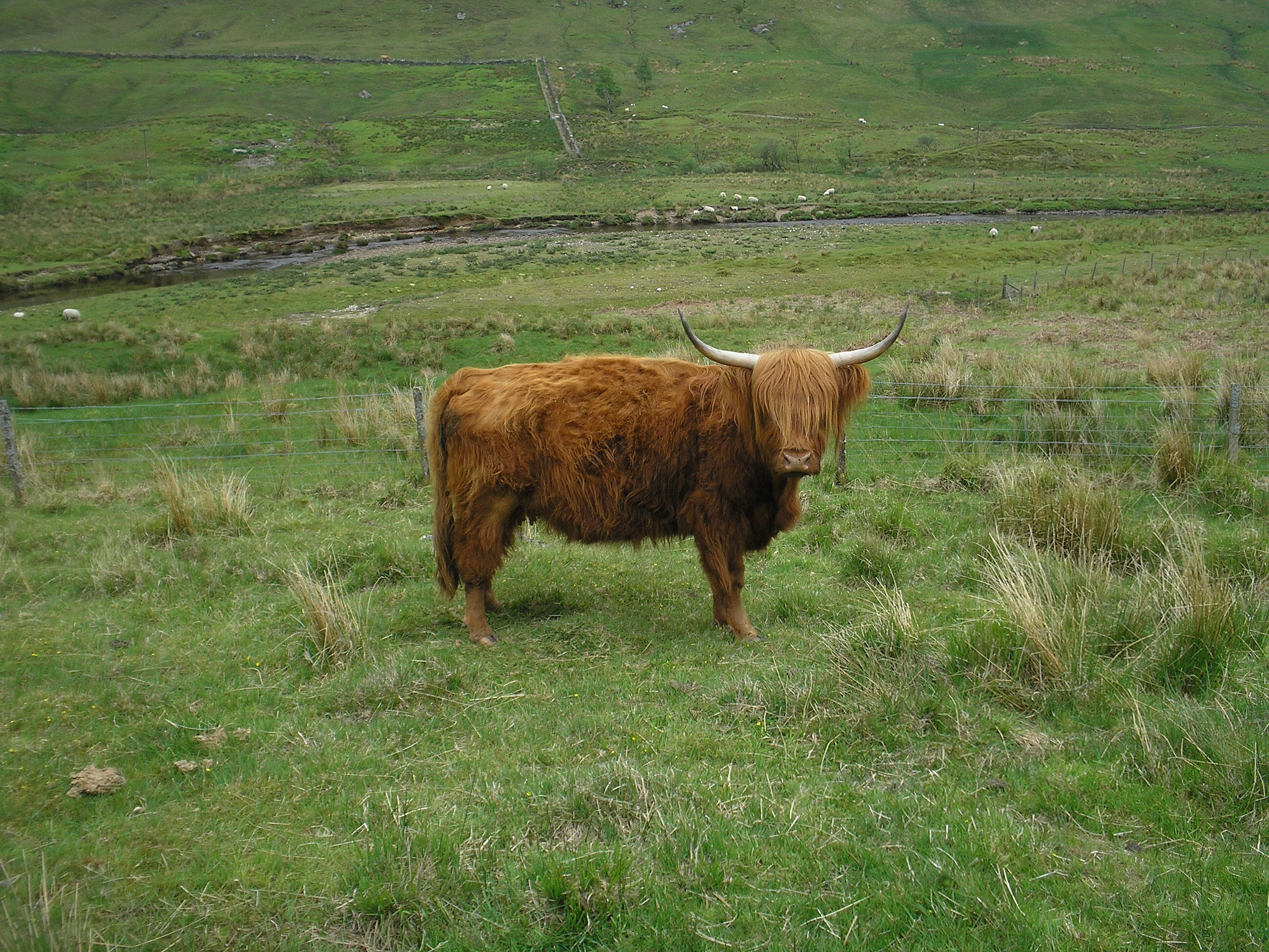 Kodak Picture Maker G3 sample photo. Highland cow photography