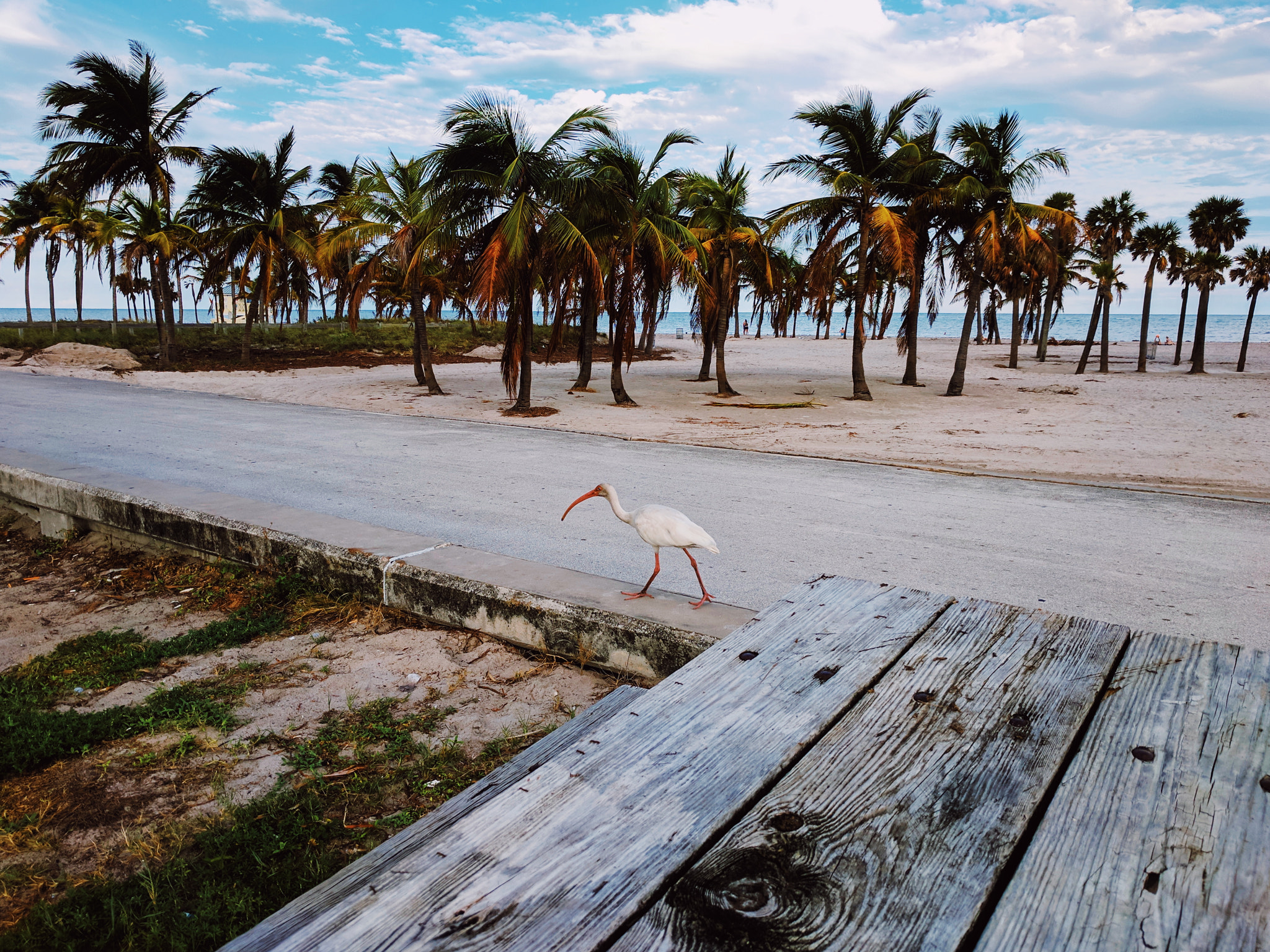 Google Pixel XL sample photo. Floridakeys photography