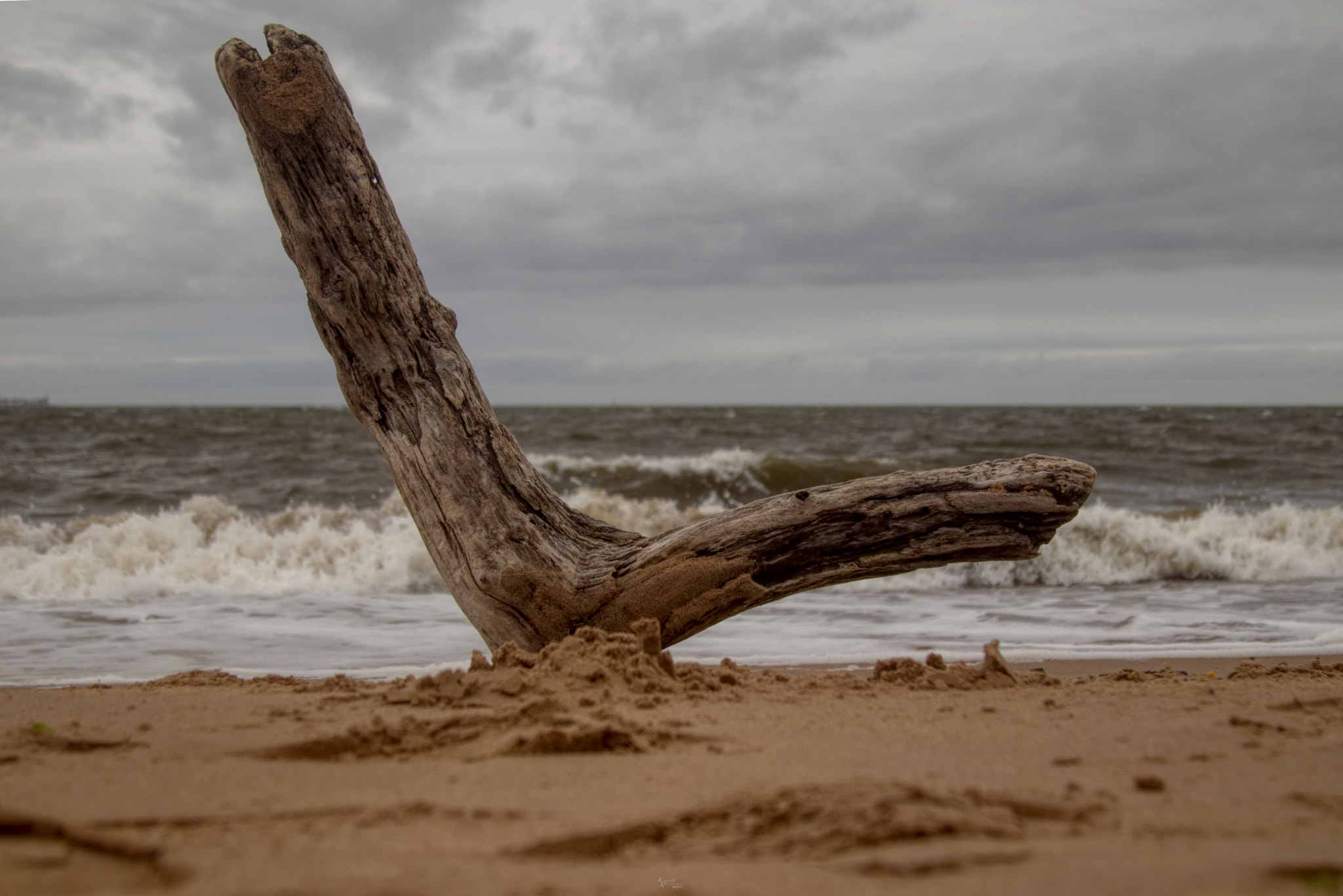 Canon EOS M5 sample photo. Driftwood photography
