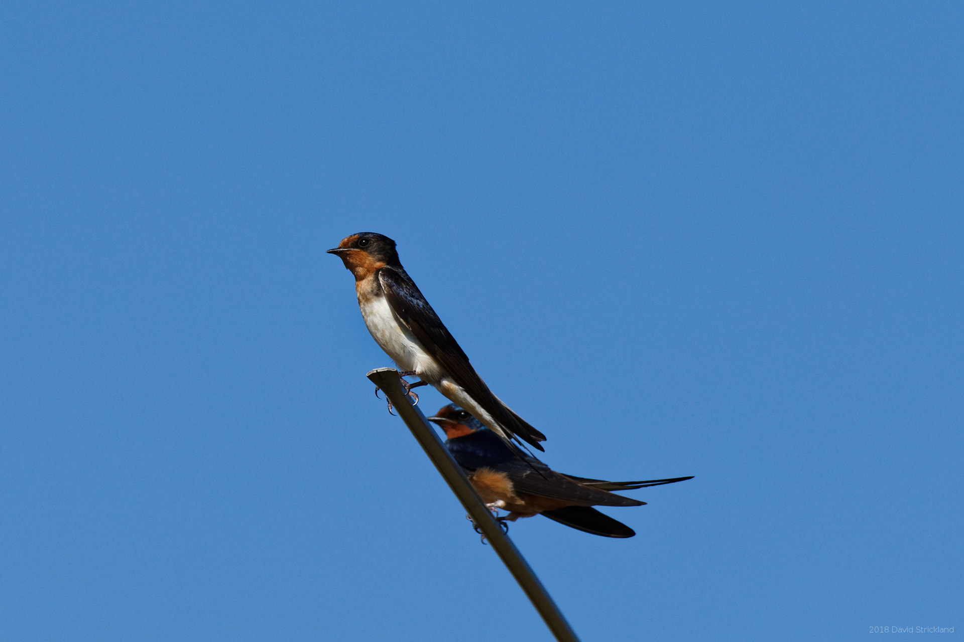 Canon EF 300mm F2.8L IS II USM sample photo. Upset swallow pair photography