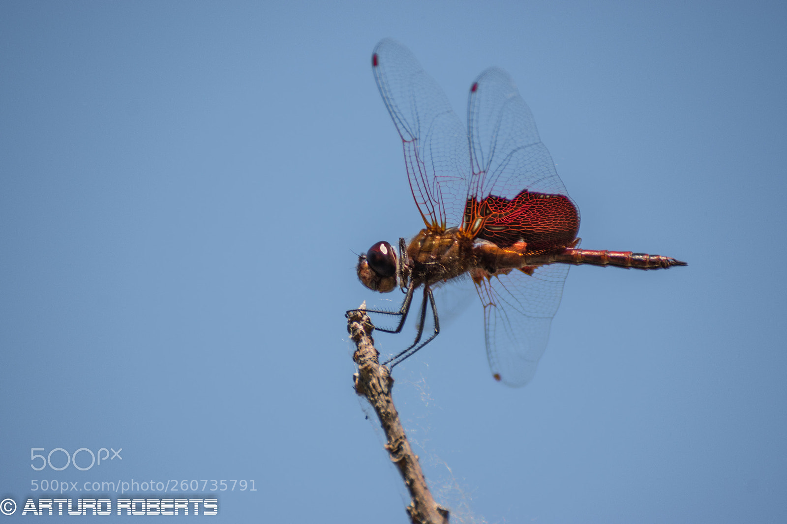 Nikon D5500 sample photo. Dragonfly in the sky photography