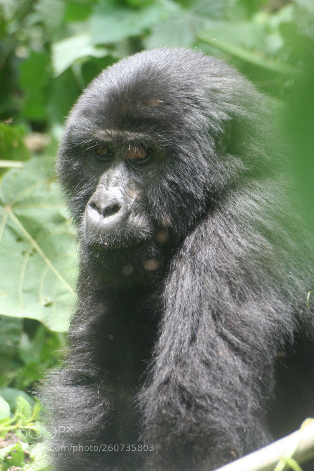 Canon EOS 350D (EOS Digital Rebel XT / EOS Kiss Digital N) sample photo. Gorilla photography