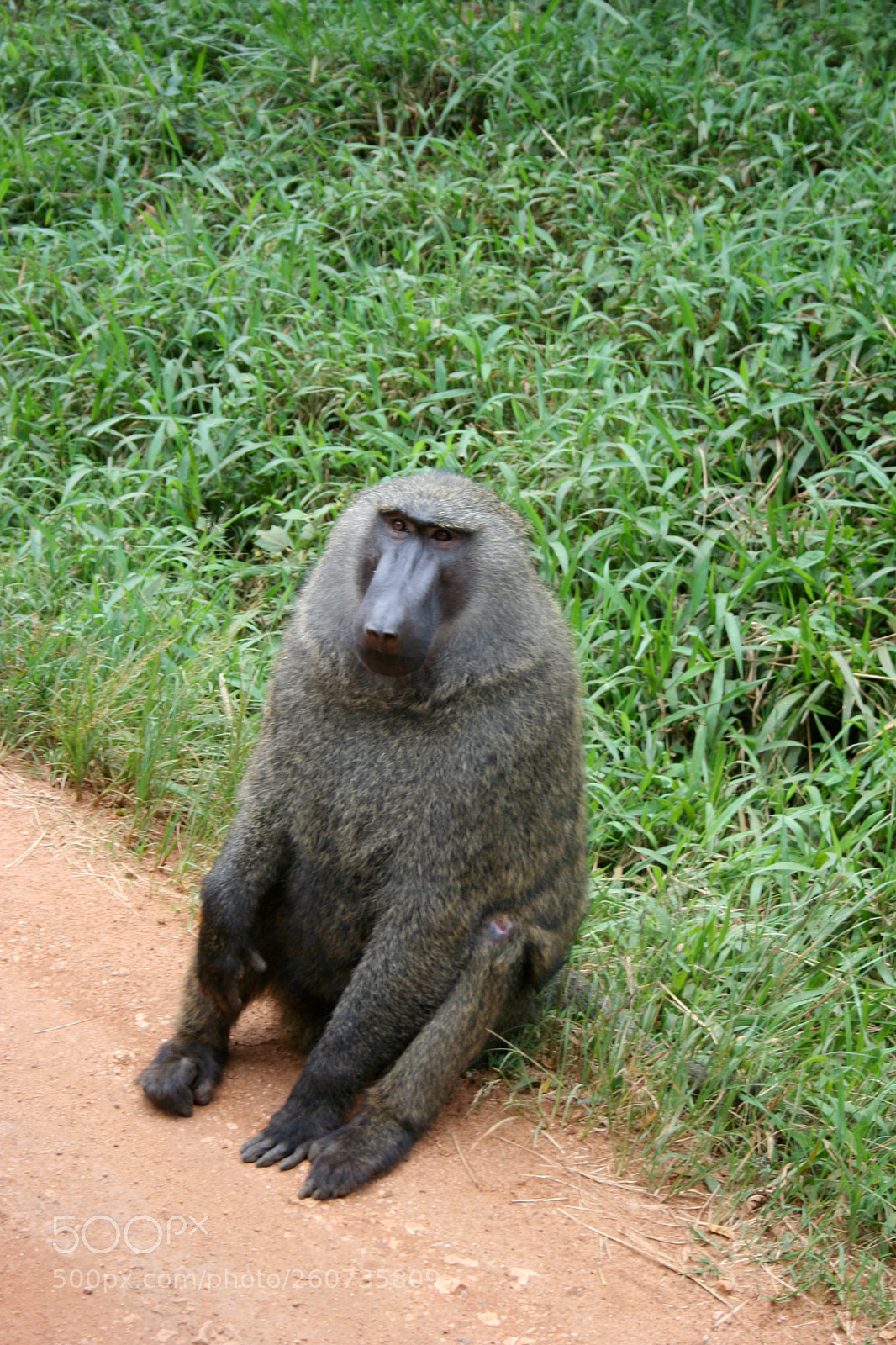 Canon EOS 350D (EOS Digital Rebel XT / EOS Kiss Digital N) sample photo. Baboon photography