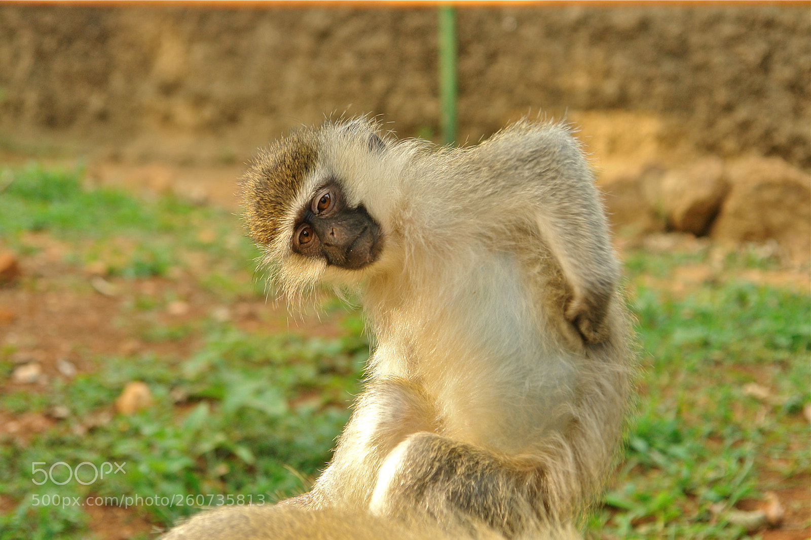 Sony DSC-R1 sample photo. Vervet monkey photography