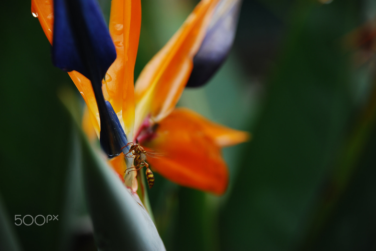 Nikon D80 sample photo. The wasp and the bird of paradise photography