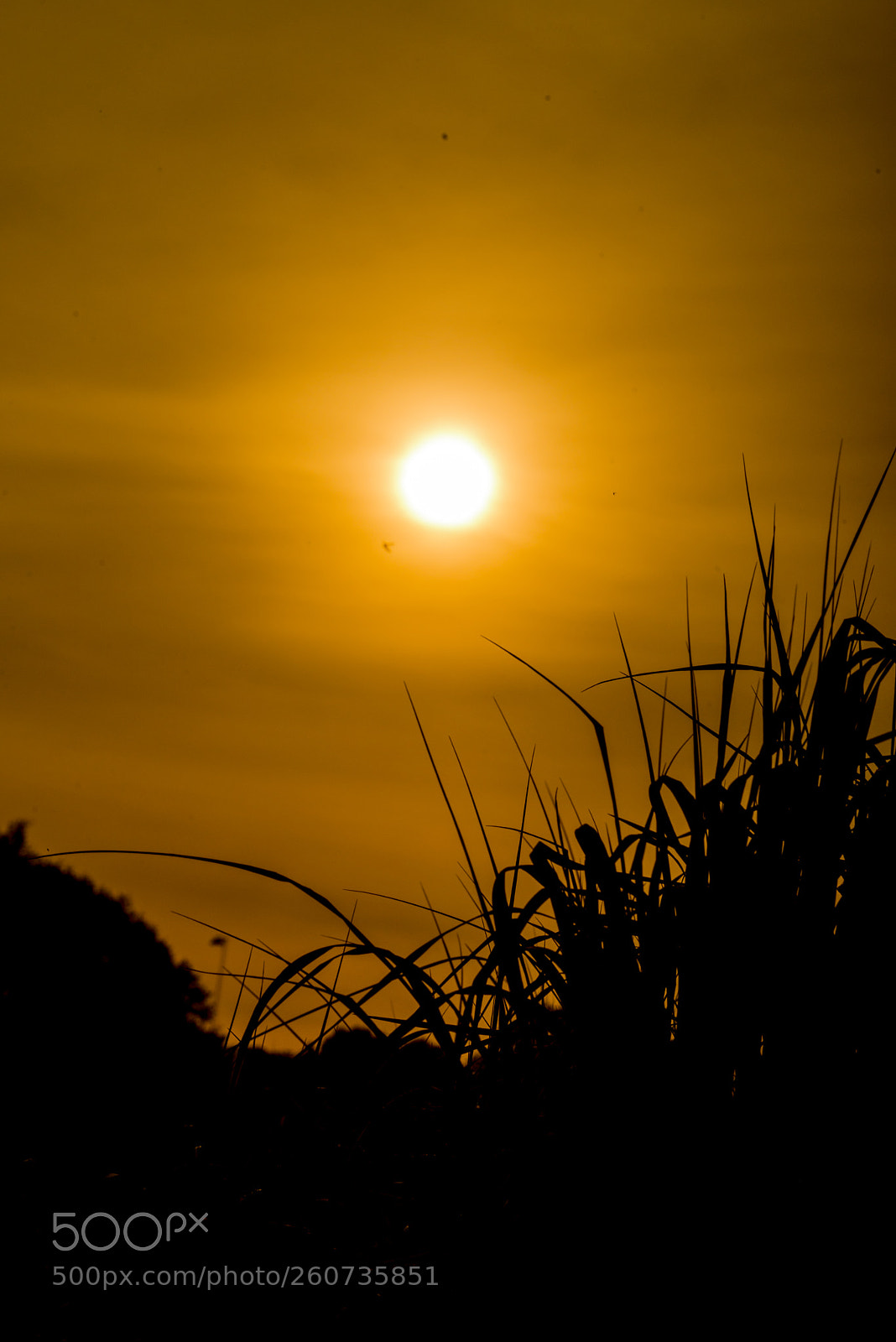 Nikon D750 sample photo. Grass silhouette in orange photography