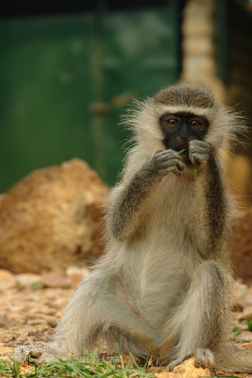 Sony DSC-R1 sample photo. Vervet photography