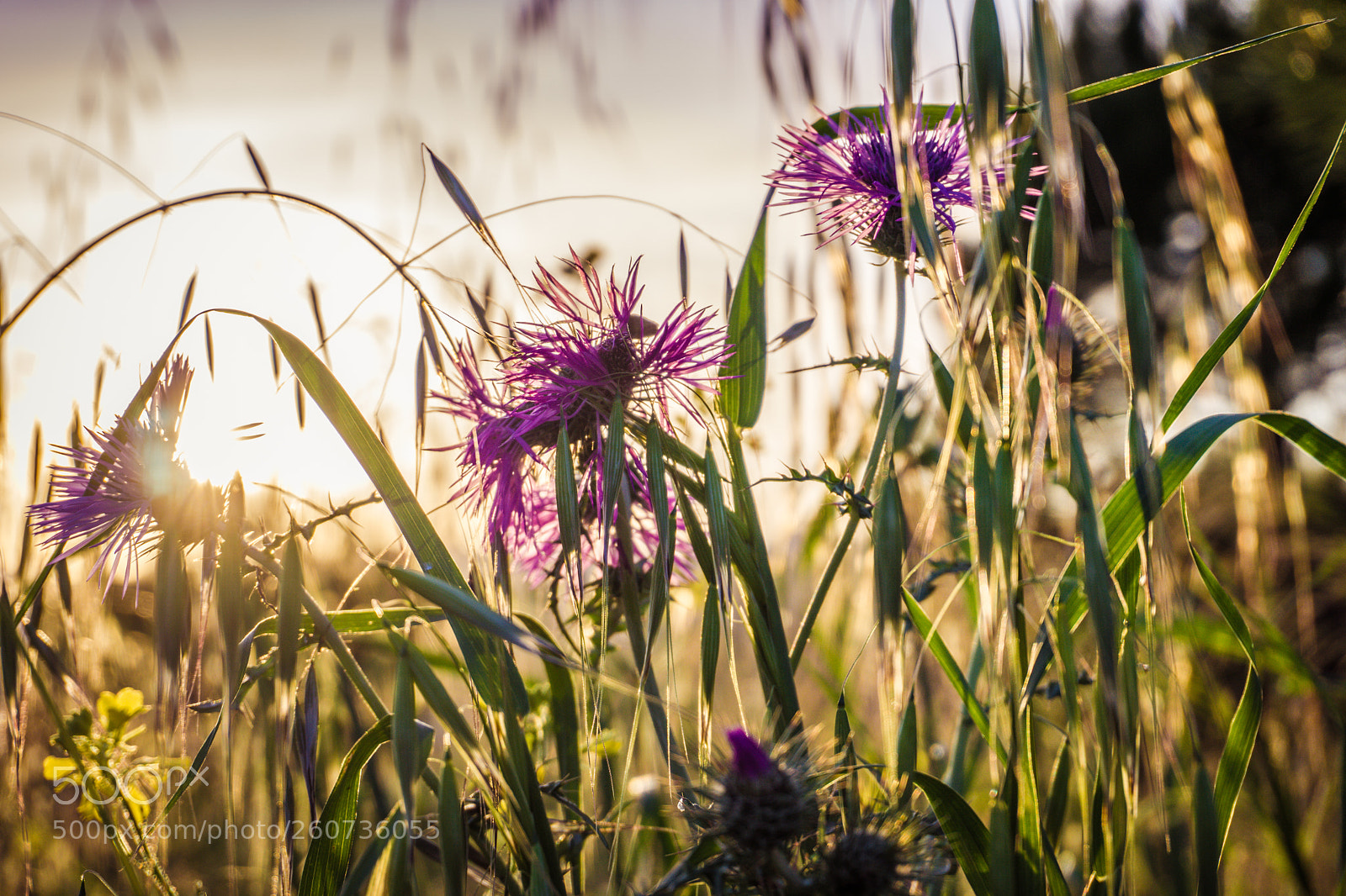 Sony a6000 sample photo. Dsc photography