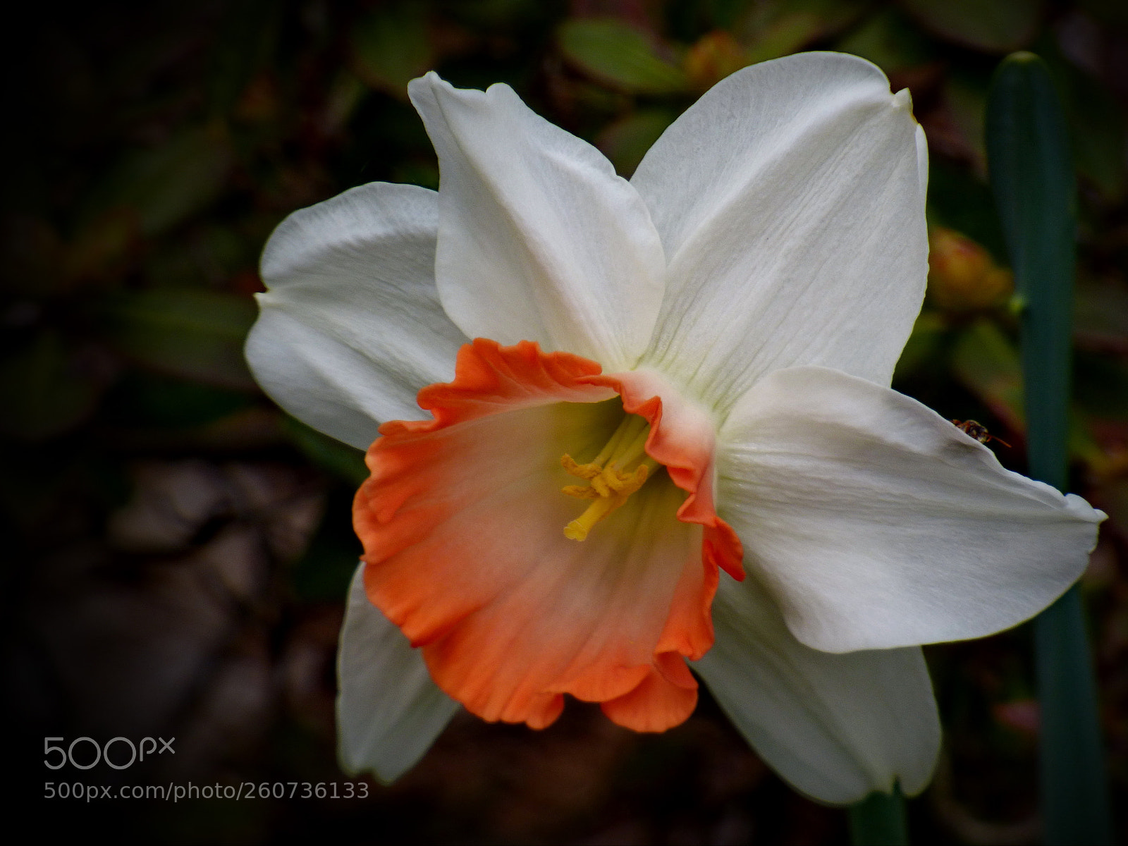 Panasonic Lumix DMC-FZ70 sample photo. Flower record large cup photography
