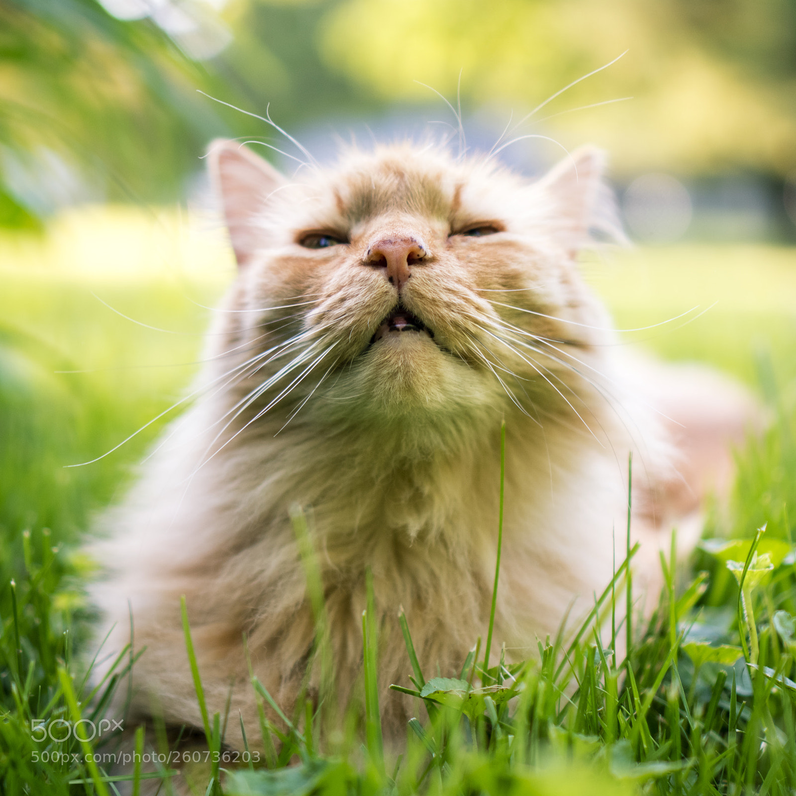 Sony a6300 sample photo. Tiger photography