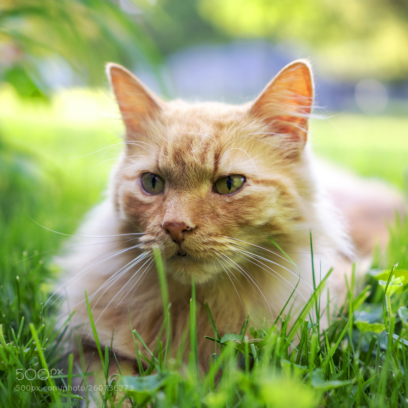 Sony a6300 sample photo. Tiger photography