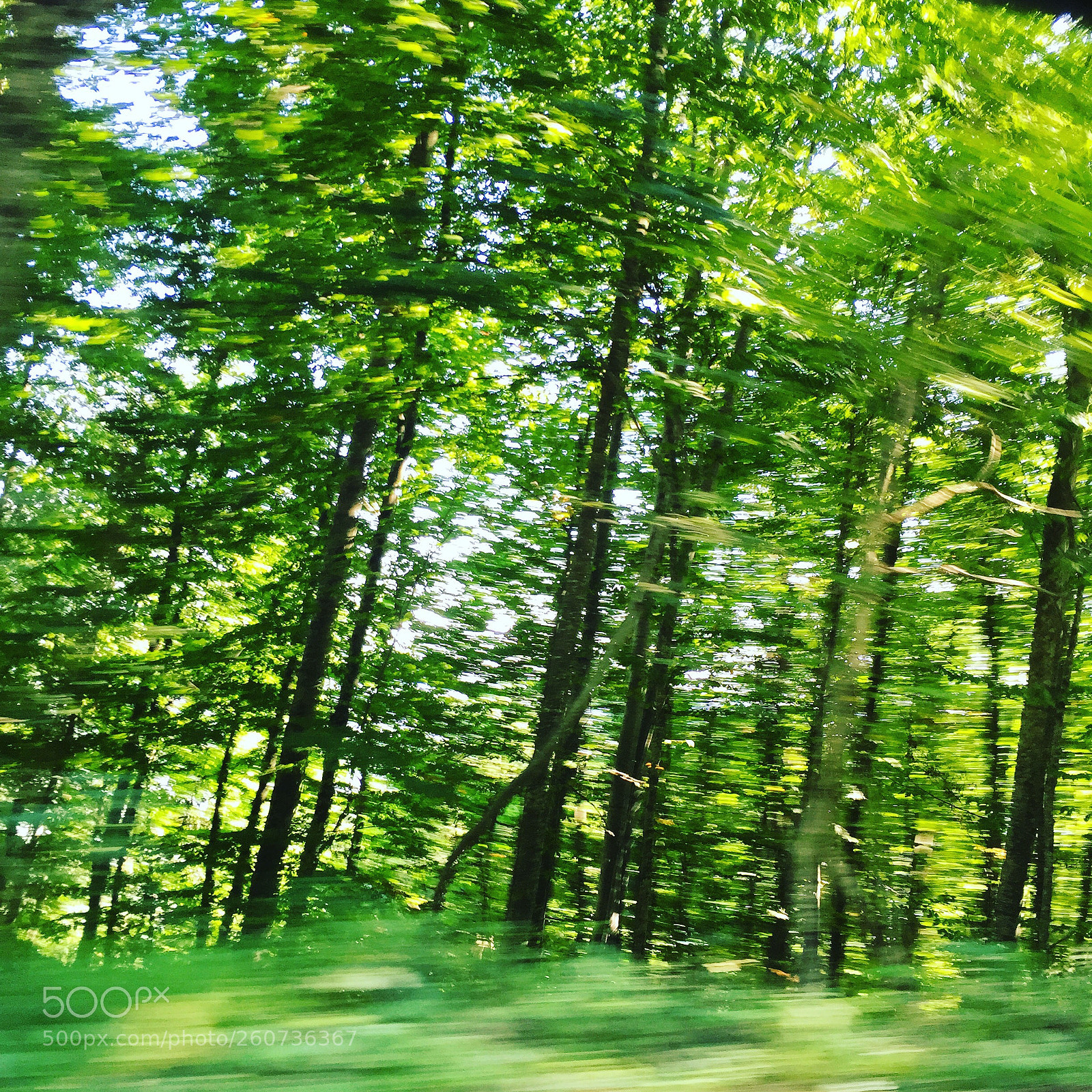 Apple iPhone 6 sample photo. Welcome to the forest photography