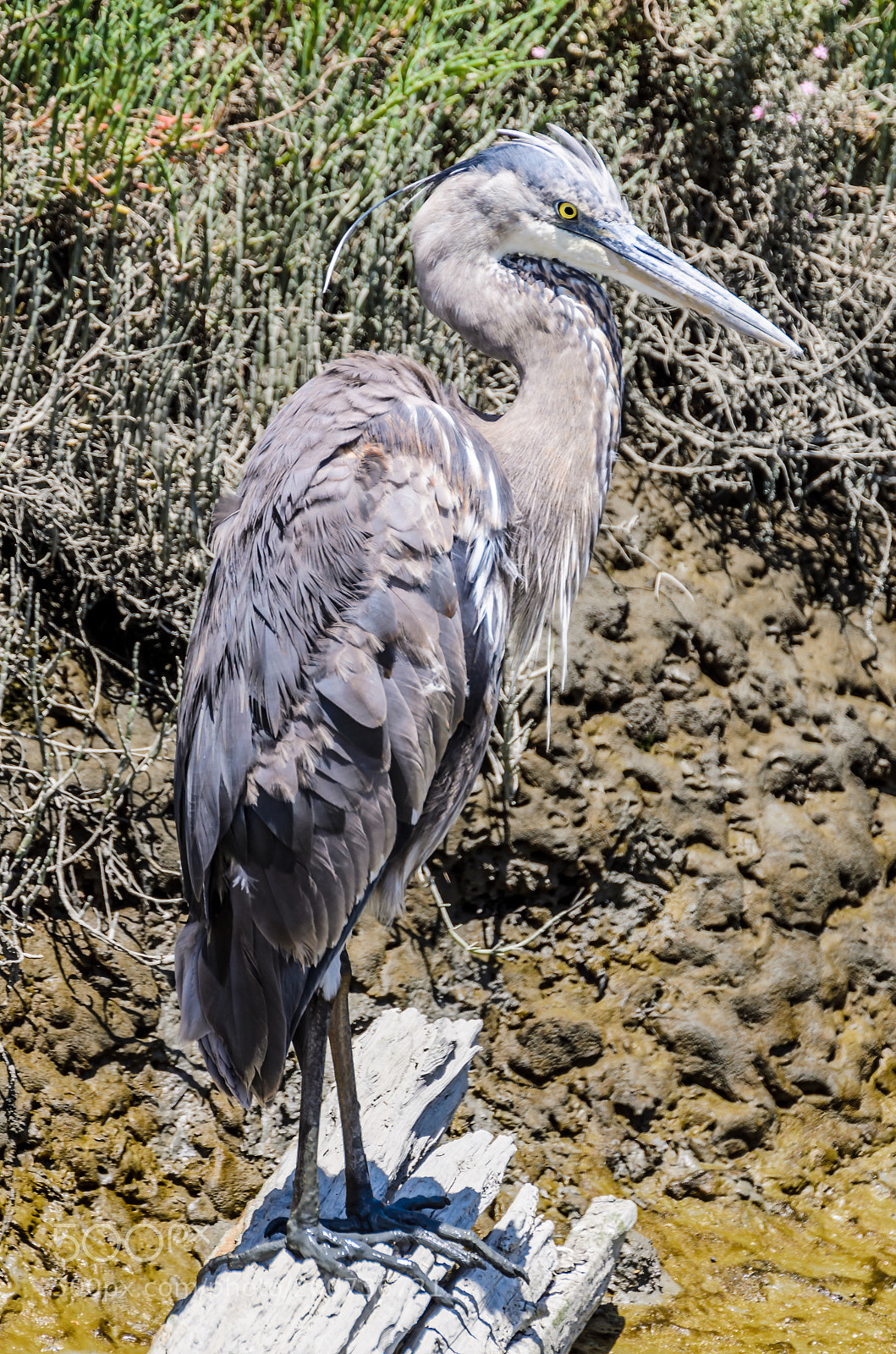 Nikon D7000 sample photo. Great blue heron photography