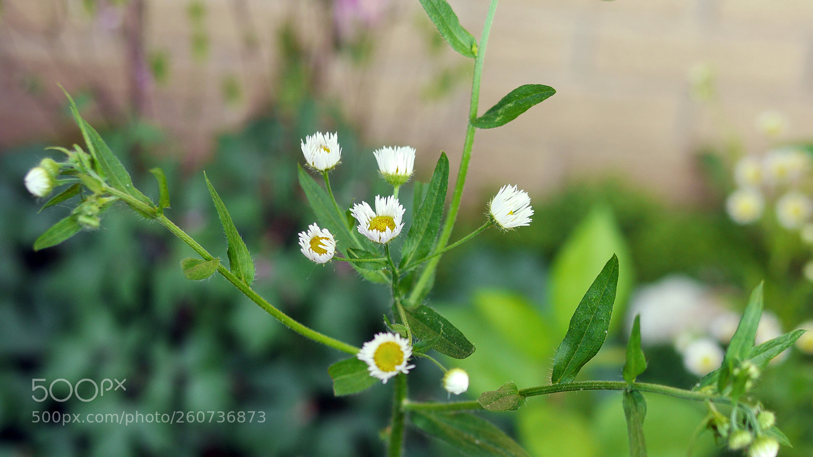 Panasonic Lumix DMC-GH3 sample photo. Wild photography