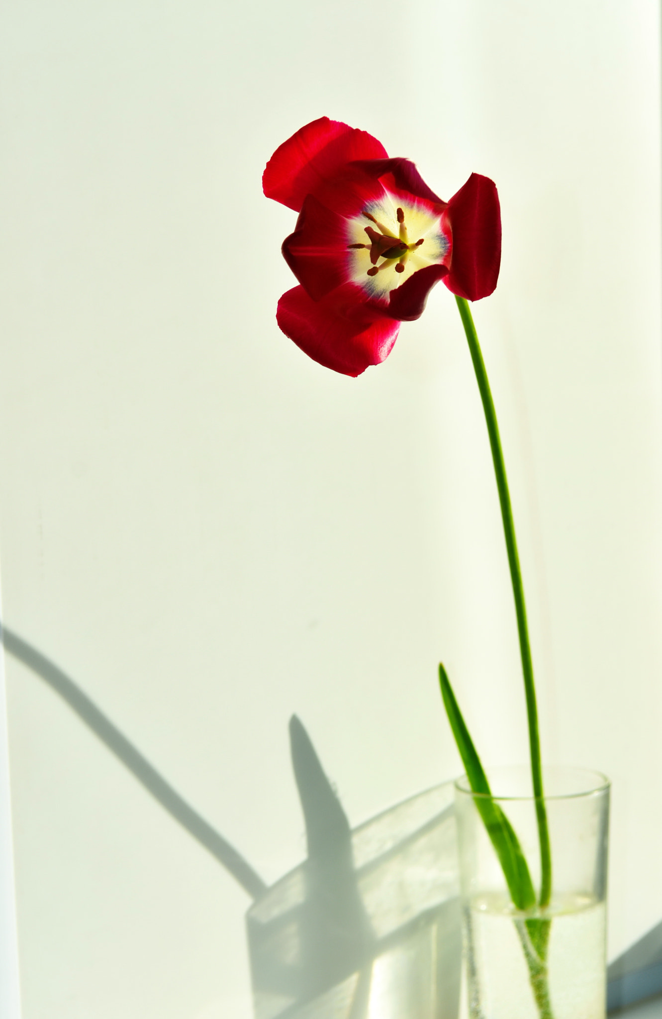 Nikon D7200 sample photo. *** photography