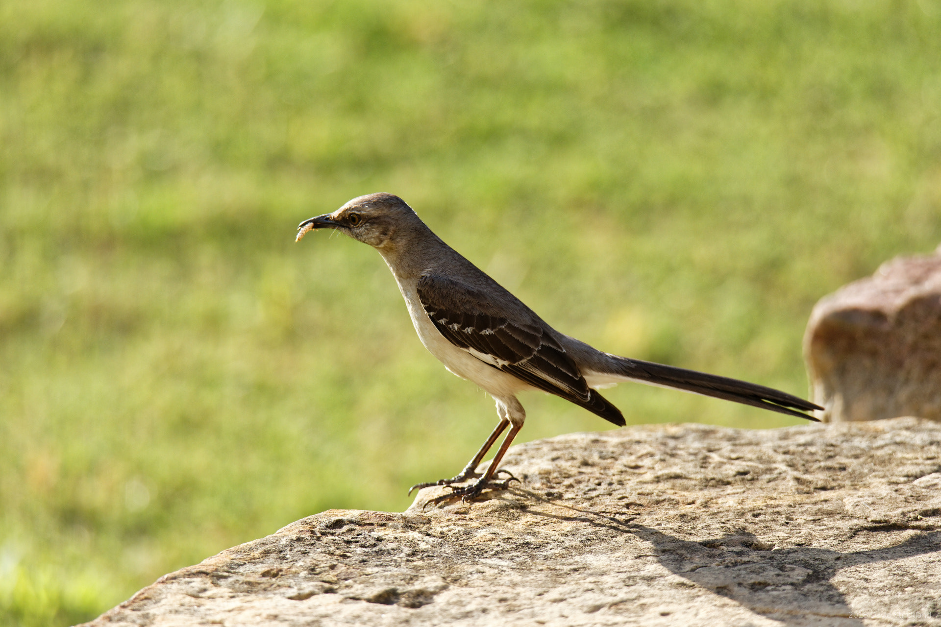 Canon EOS 6D Mark II sample photo. Mockingbird photography