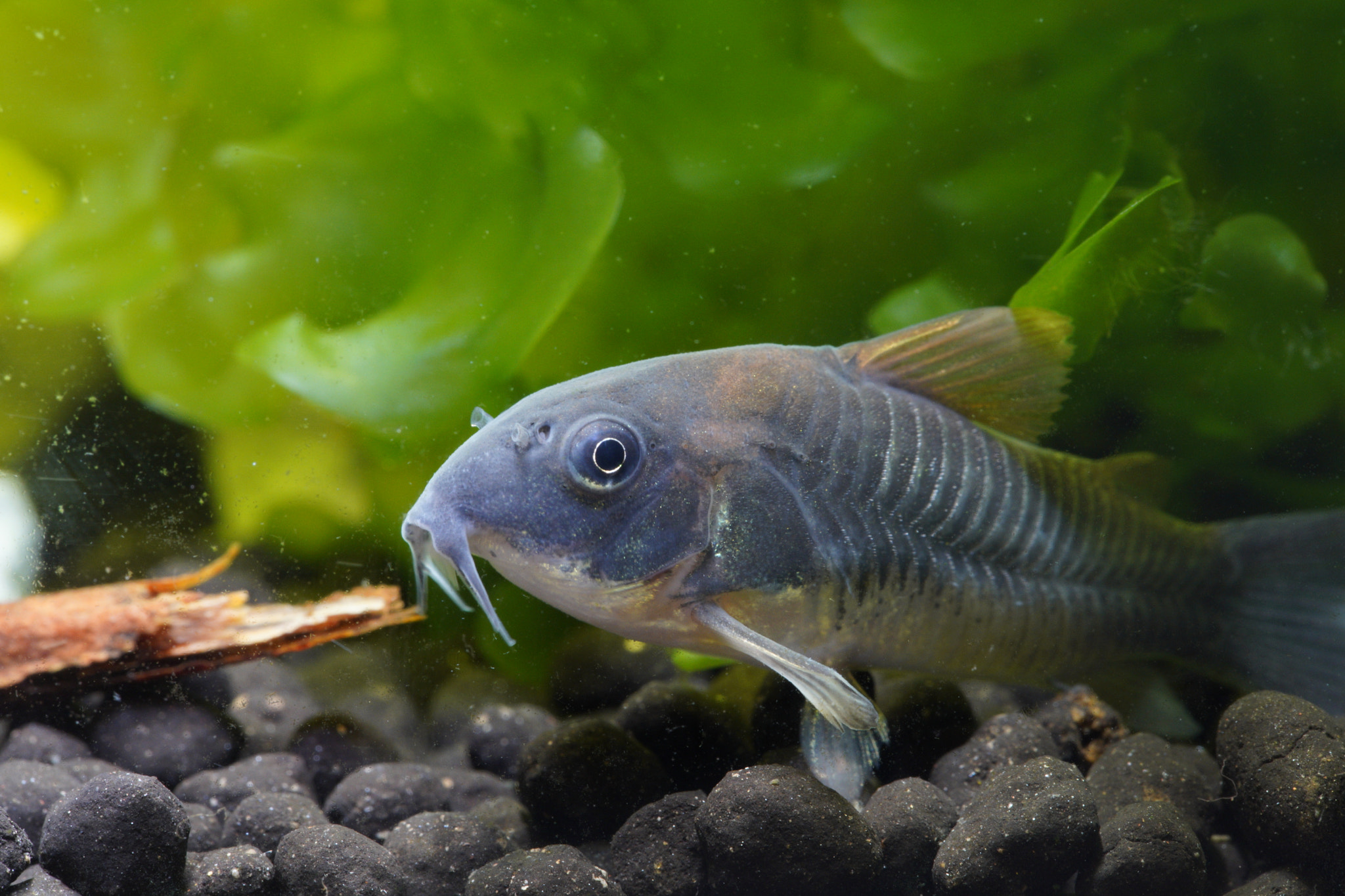 Canon EF 100mm F2.8L Macro IS USM sample photo. Corydora catfish photography