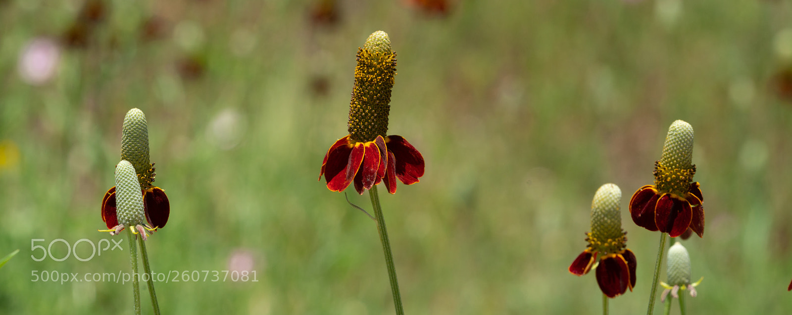Sony a7R II sample photo. Prairie coneflower photography