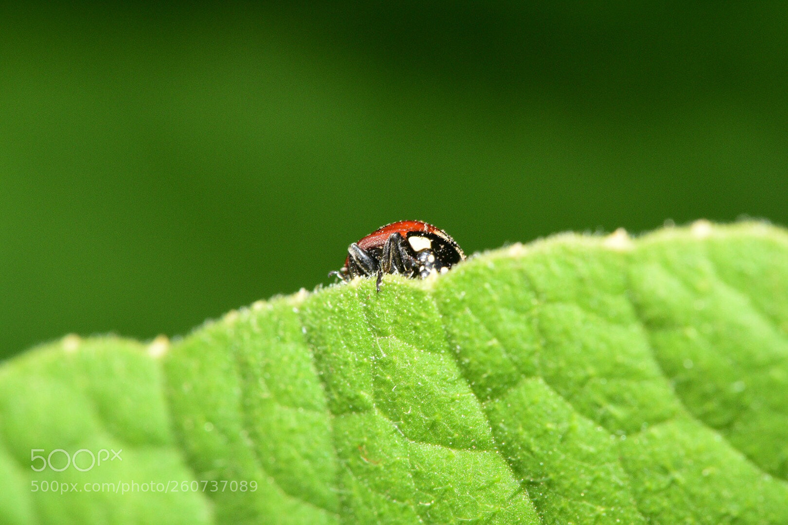 Nikon D750 sample photo. Living on the edge photography