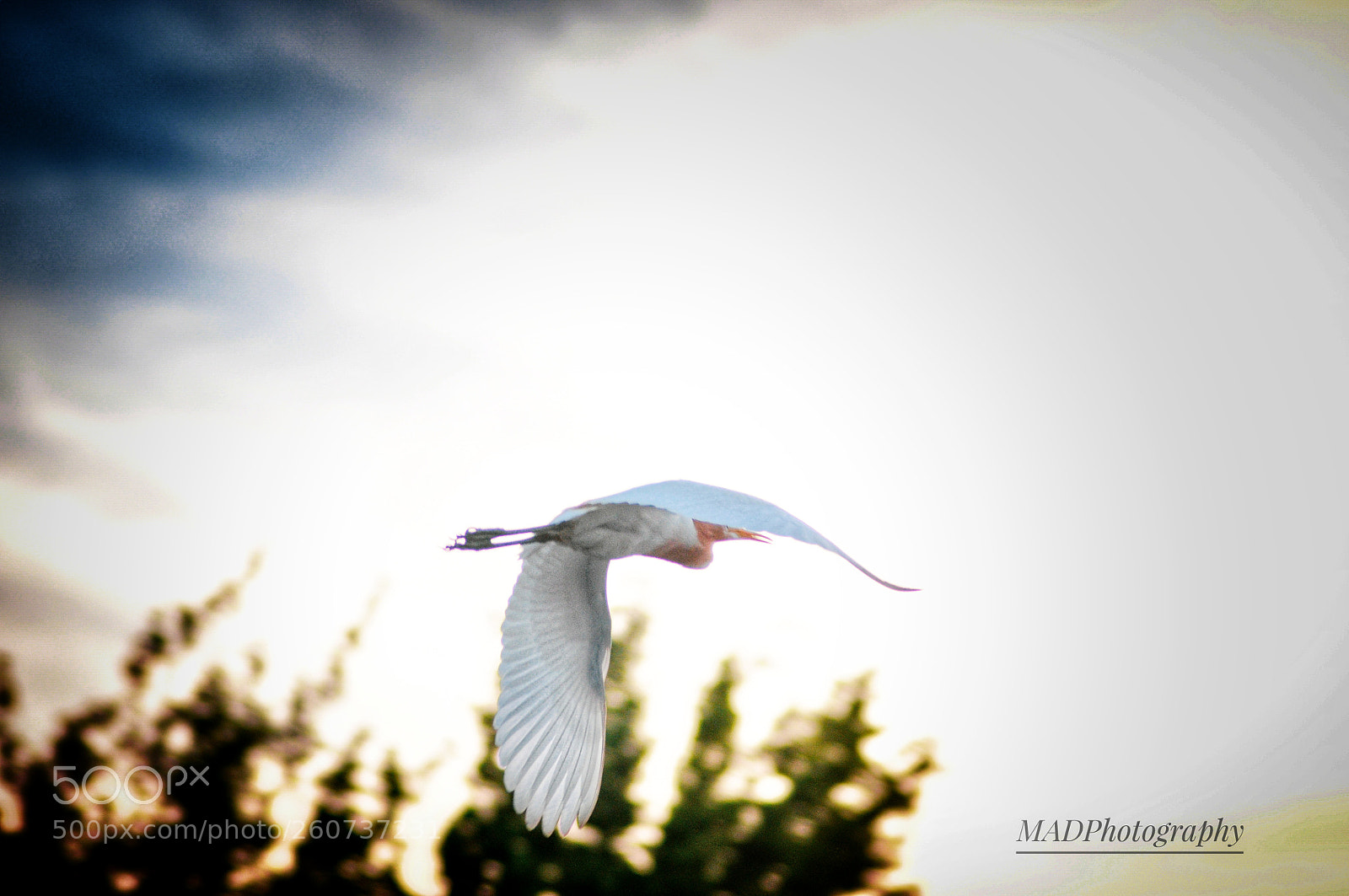 Nikon D90 sample photo. Bird photography